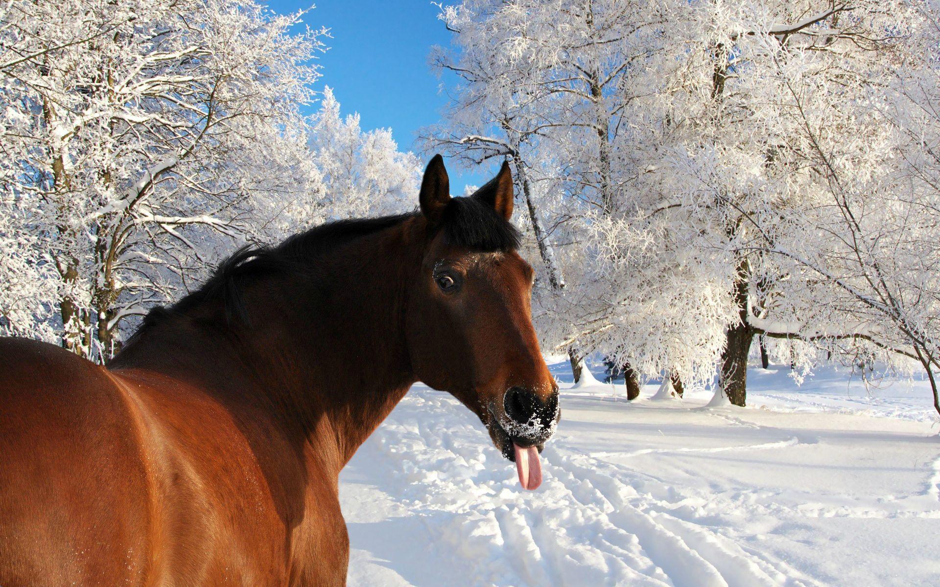 Horse Face Snow Tongue Winter [1920 × 1200]
