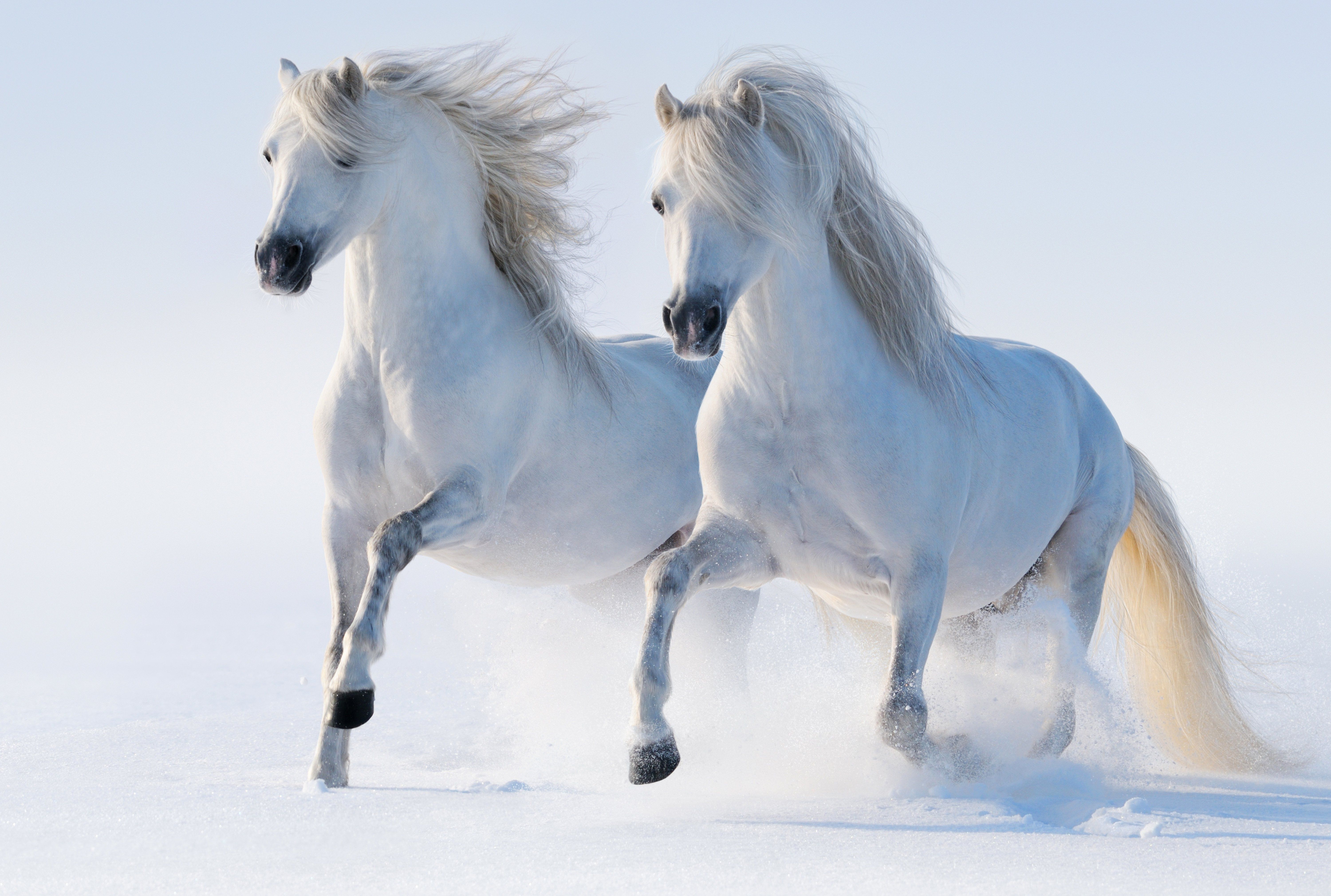 Download Beautiful White Horse Running In Snow Wallpaper