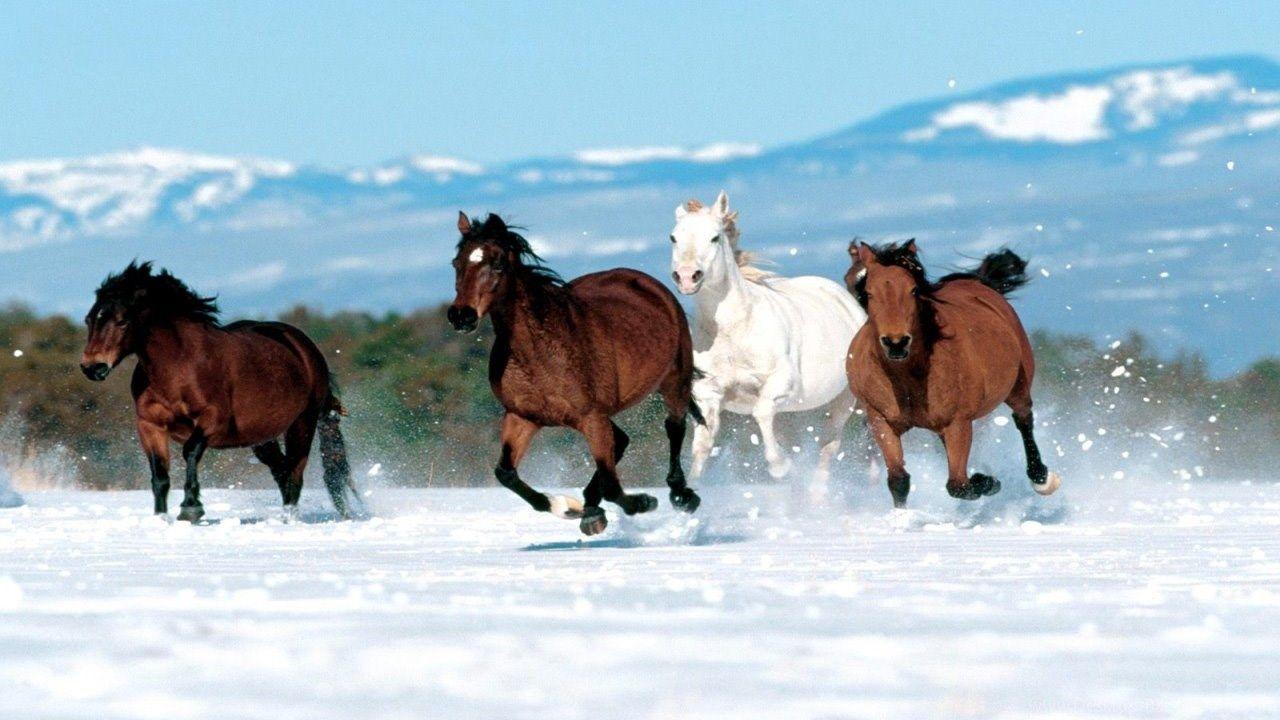 Running White Horse In Snow Wallpaper HD Wallpaper Pic Desktop