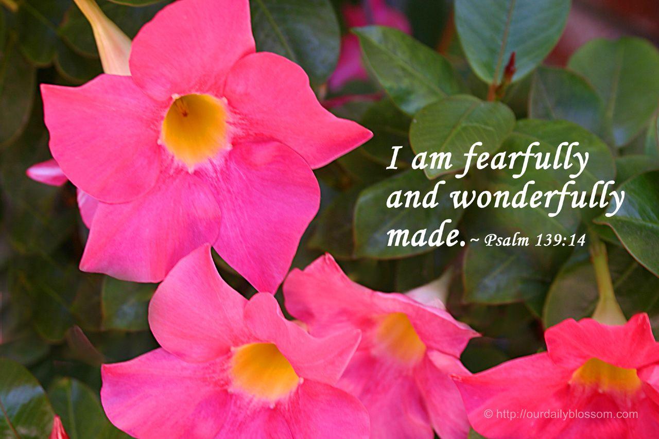 Fearfully and Wonderfully Made Background