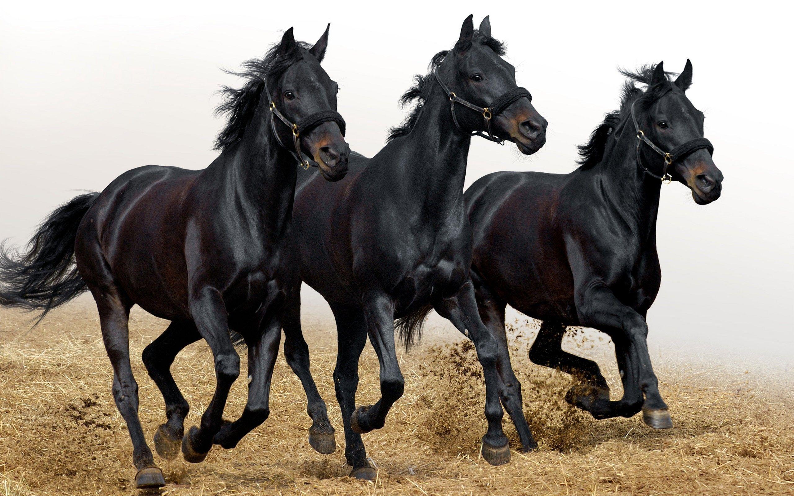 Animals black horses wallpaper. PC