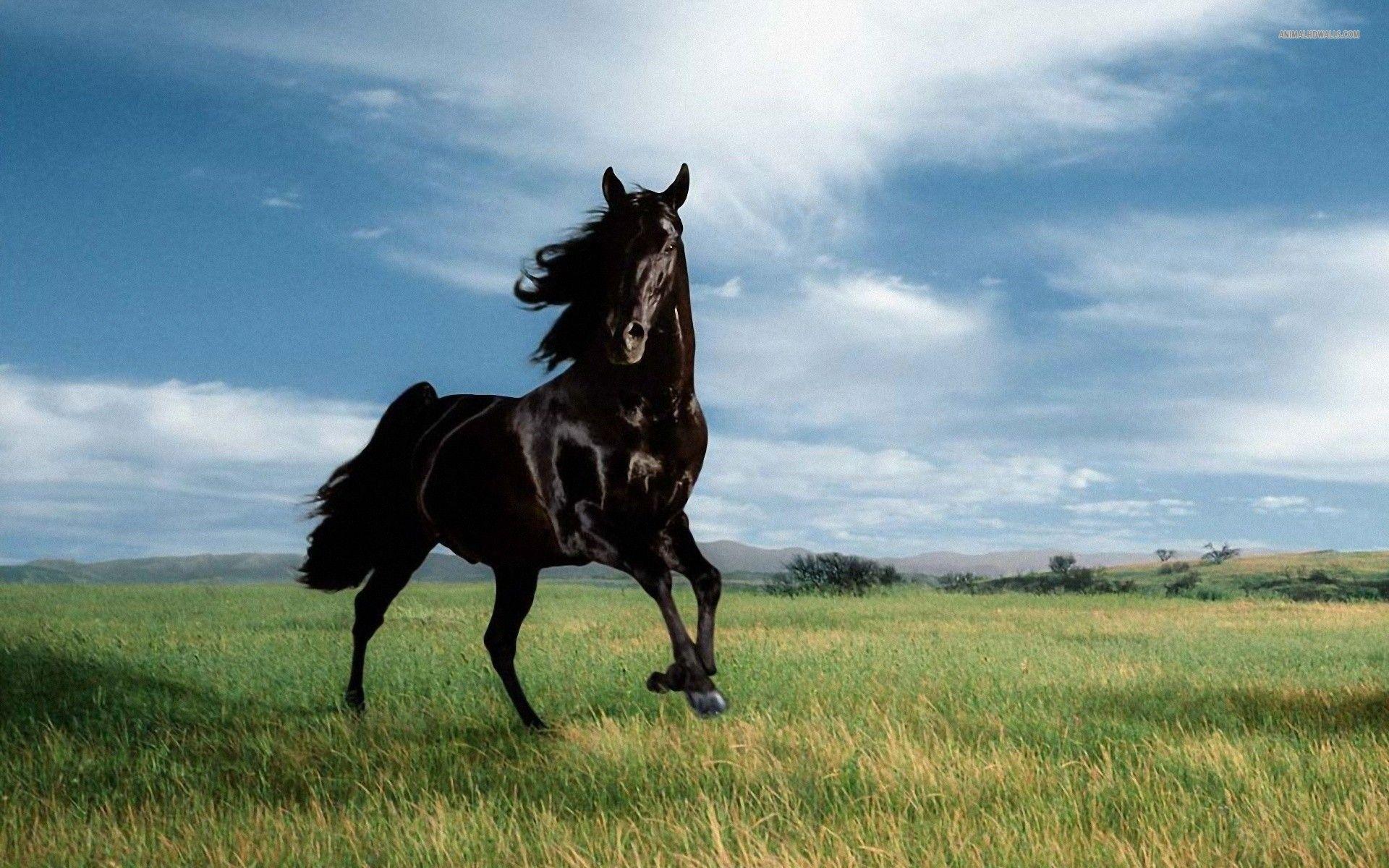 Wild Black Stallion wallpaper free. Horses, Wild horse picture, Horse wallpaper