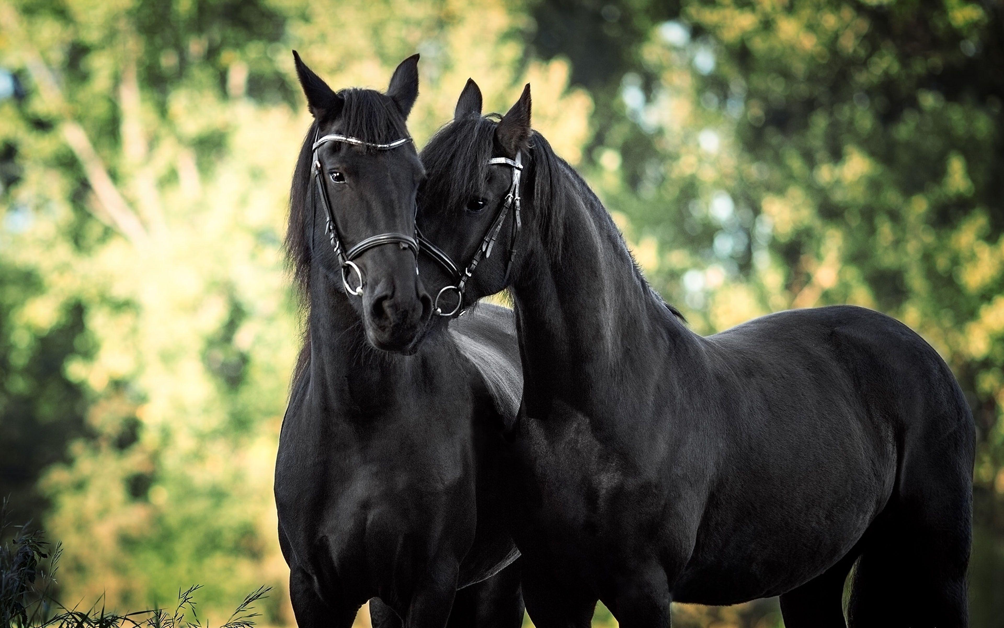 Beautiful Black Horses HD Desktop Wallpaper, Wallpaper13.com