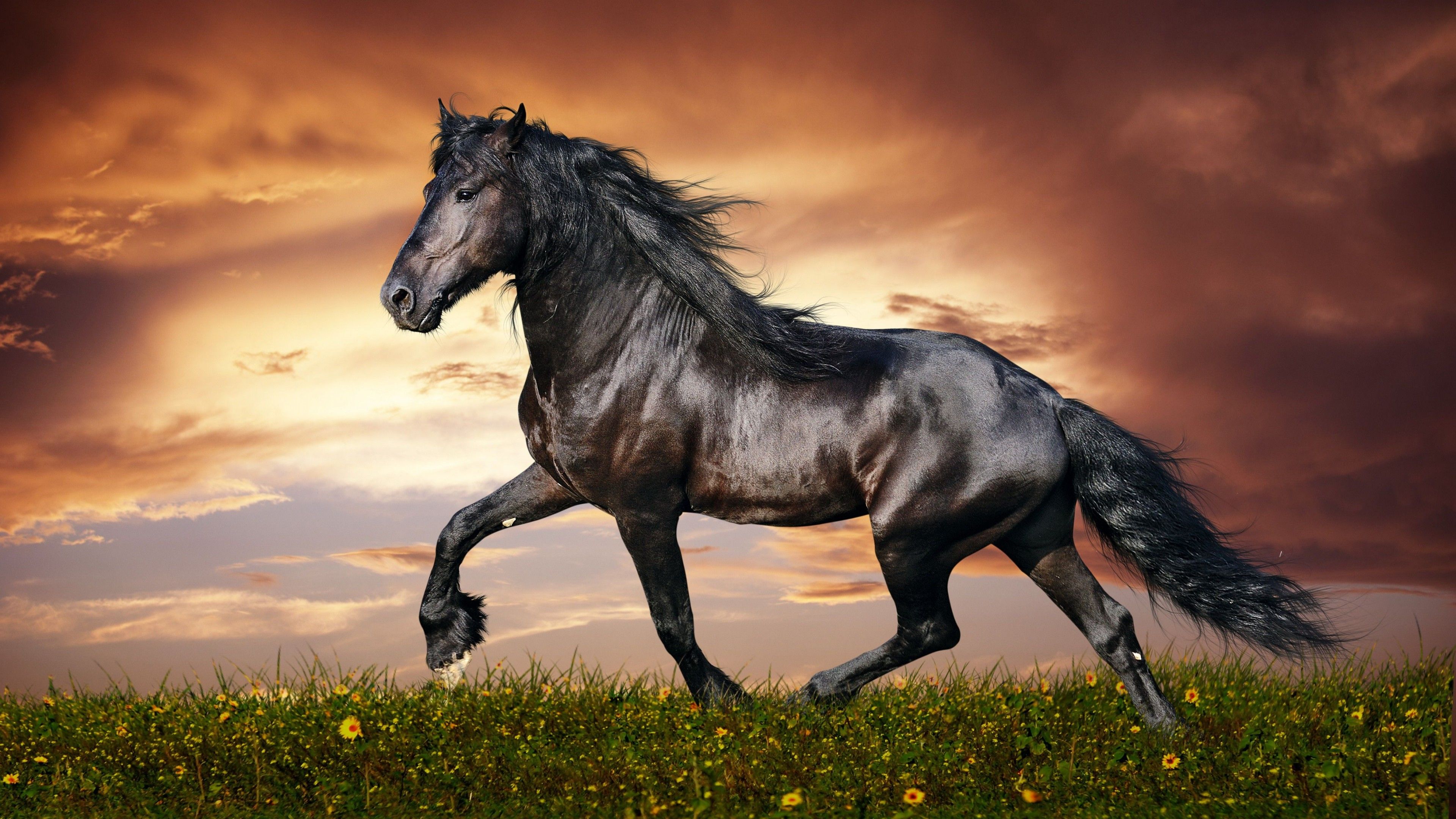 Wallpaper horse, 5k, 4k wallpaper, hooves, mane, galloping, black, sunset, green grass, sky, clouds, OS