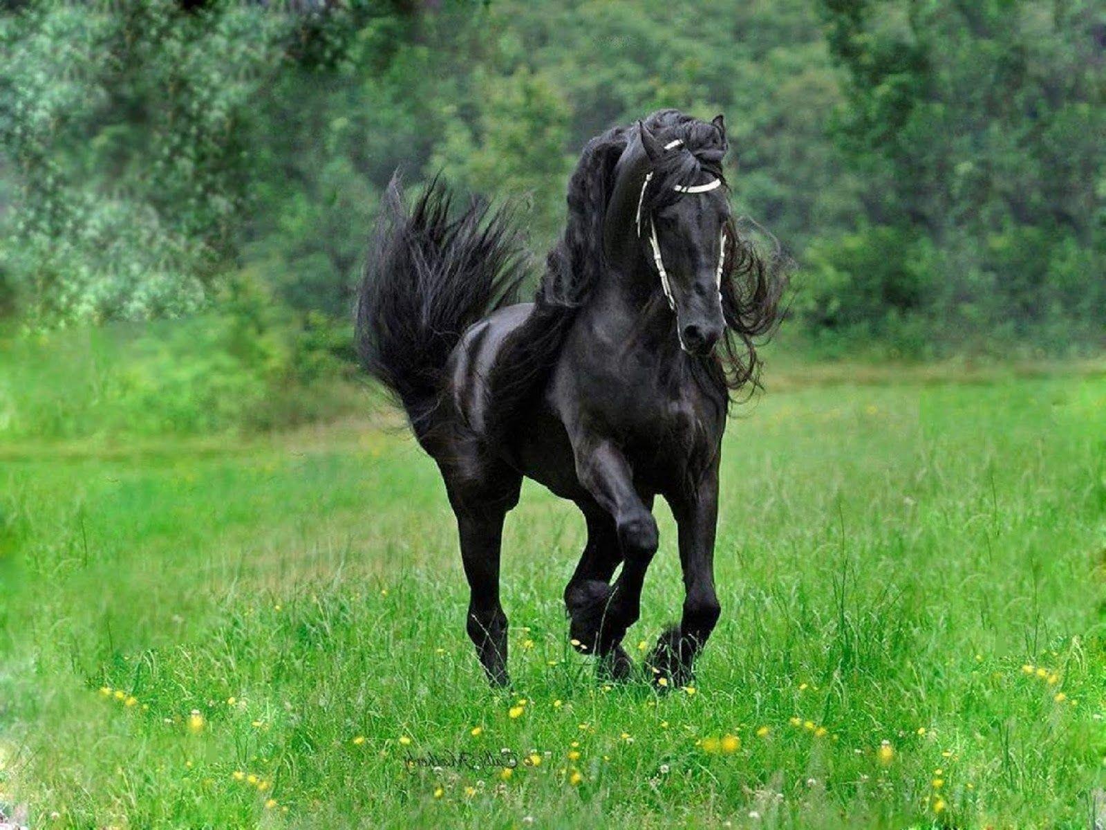 Black Horse Wallpaper. Polo Horses Wallpaper. Black Horse Image