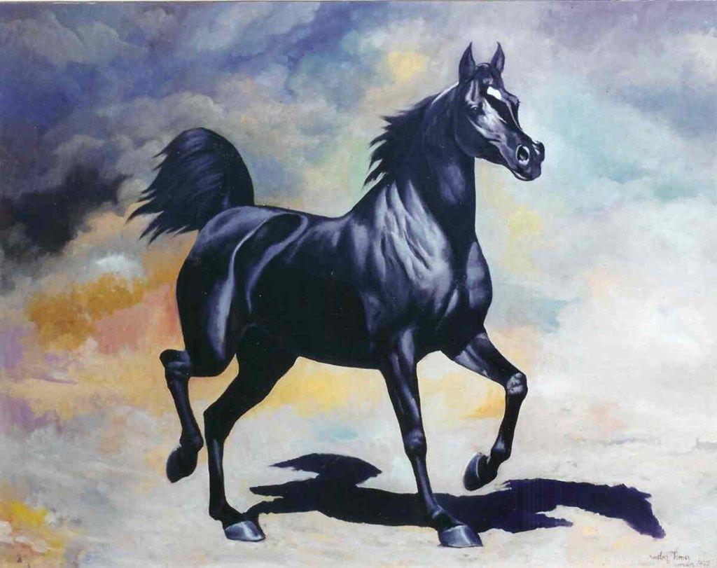Animals Zoo Park: Black Horses, Black Horse Wallpaper For Desktop