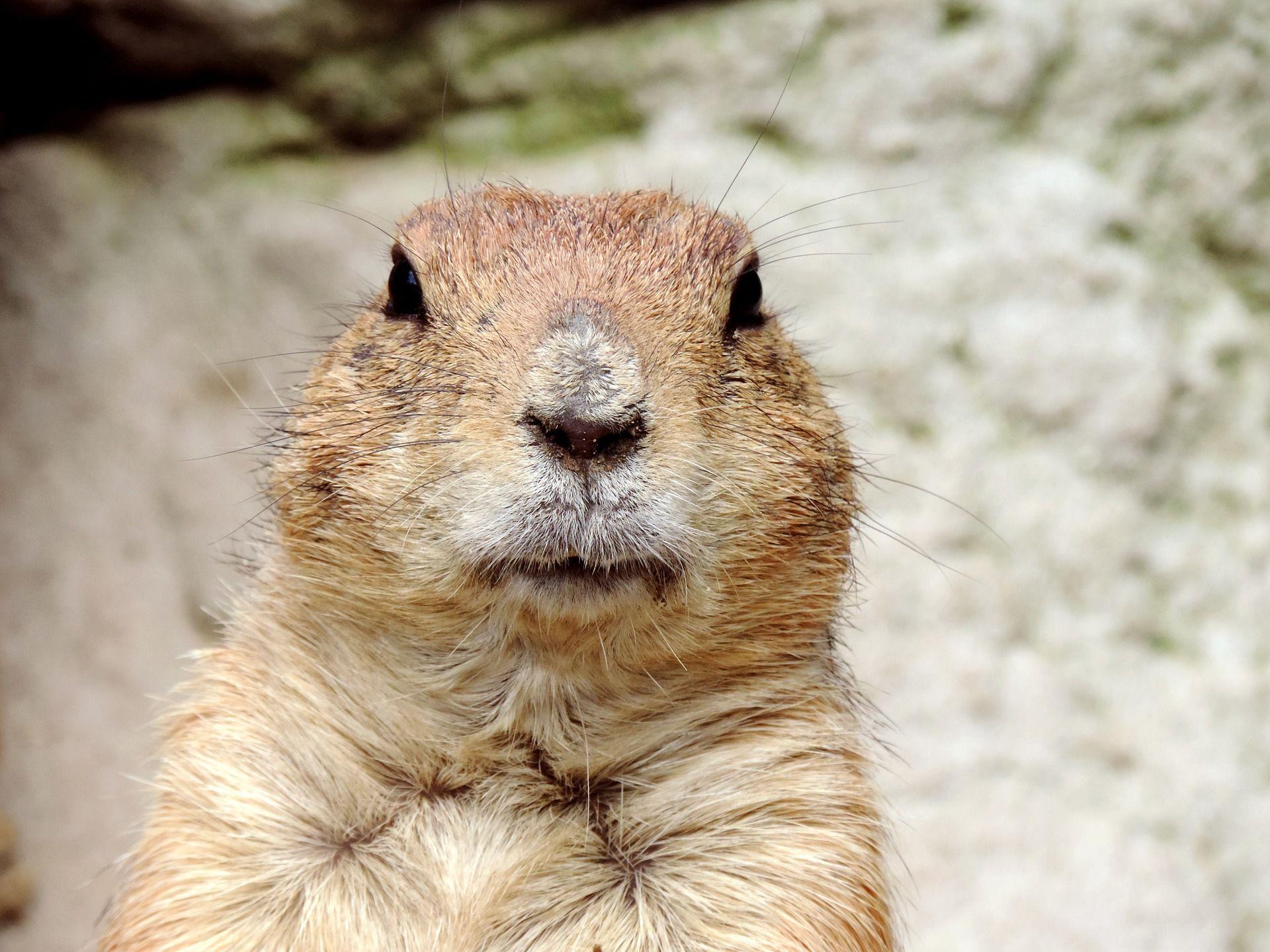 Groundhog Day in Southern California