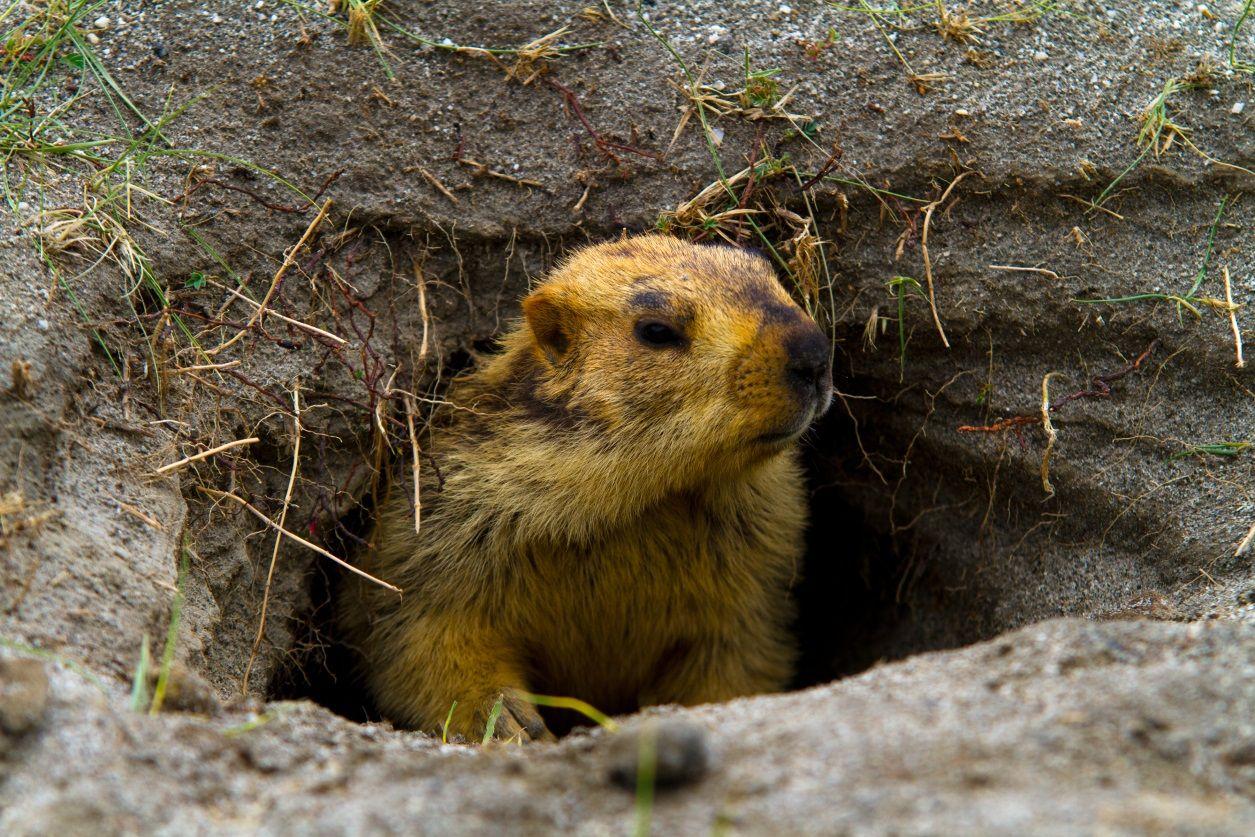 Groundhog Day 2019 Wallpapers - Wallpaper Cave