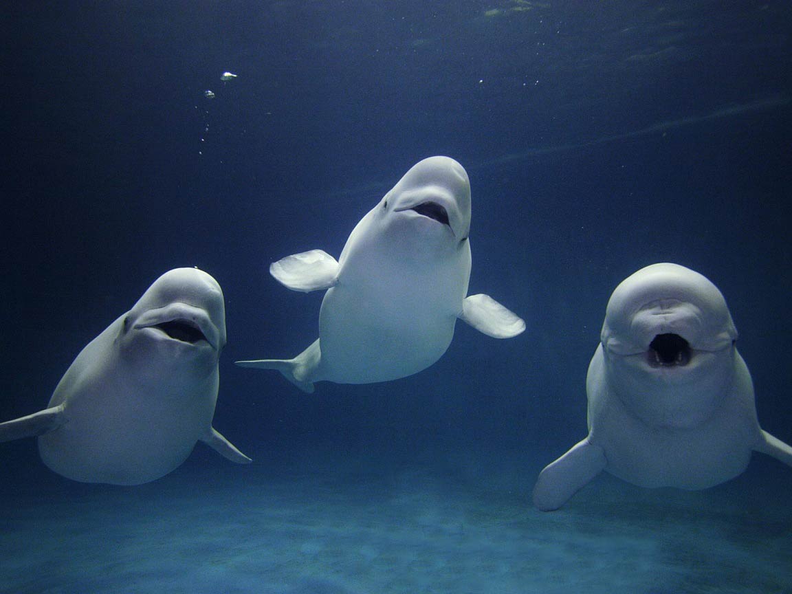 Whales image Beluga Whales HD wallpaper and background photo