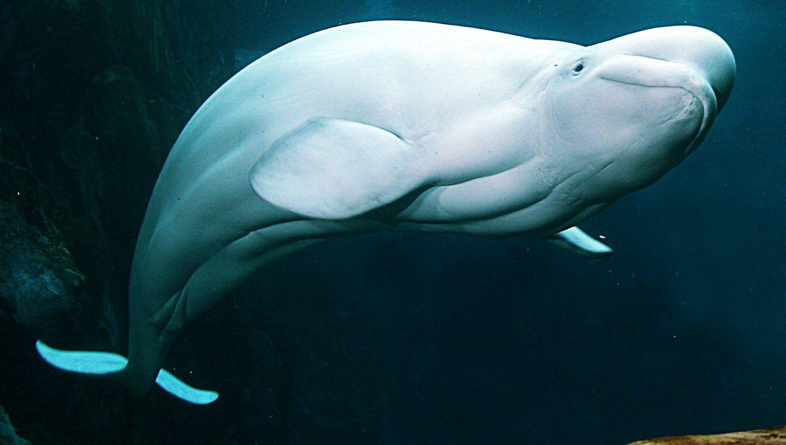Beluga Whale Wallpaper Image