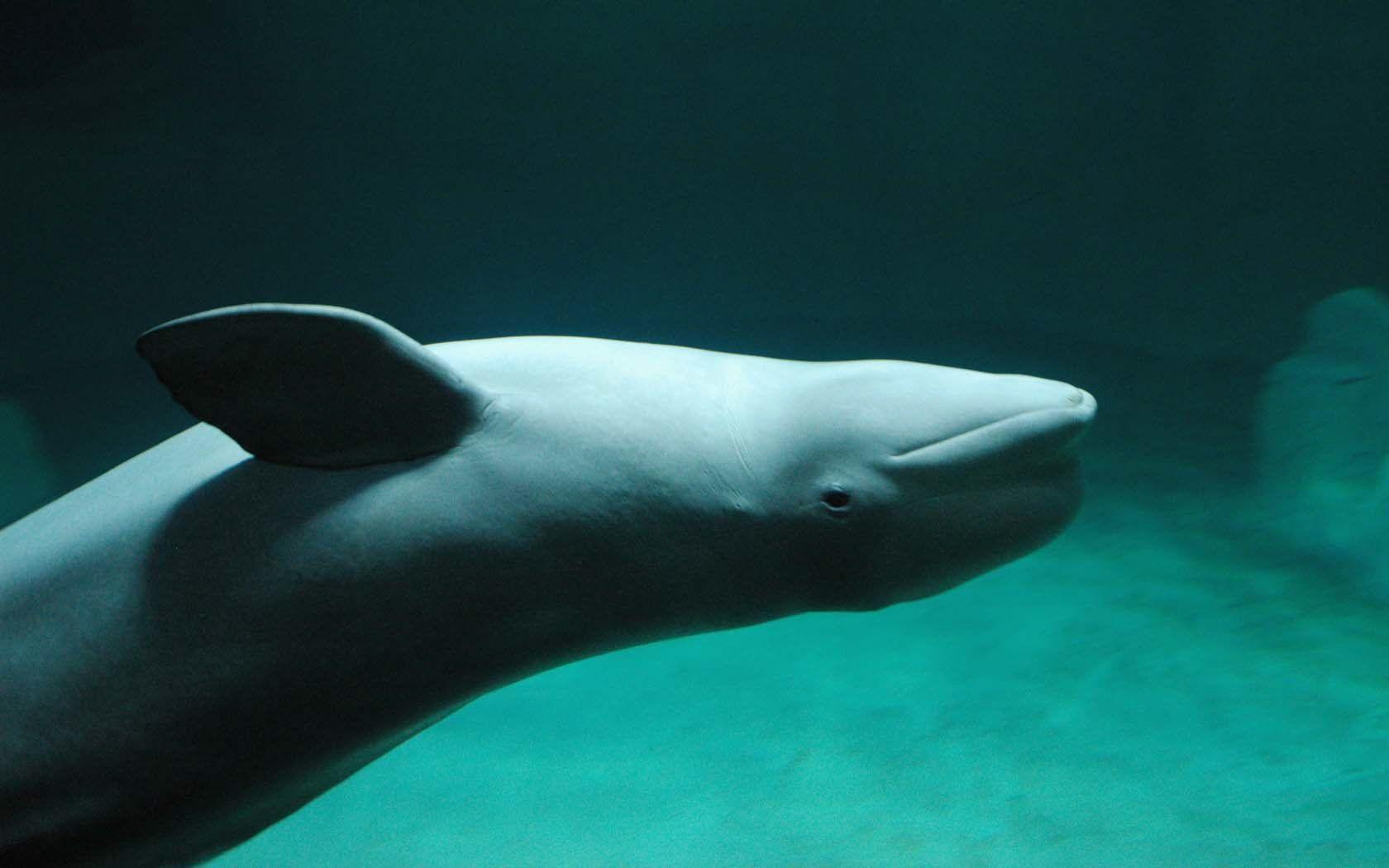 Green aquarium dolphins beluga whales wallpaperx1050