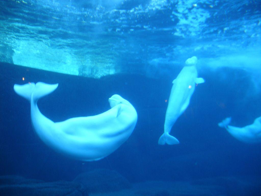 Several Beluga Whales Underwater - Animal Photo!