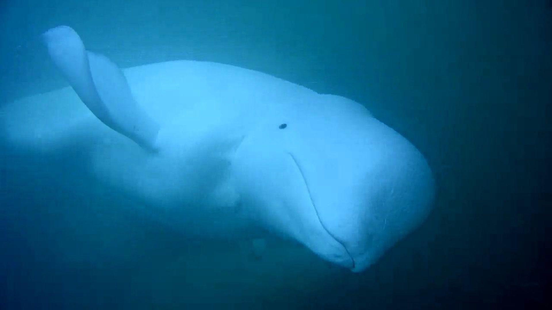 Beluga Whale Cam underwater ocean camera