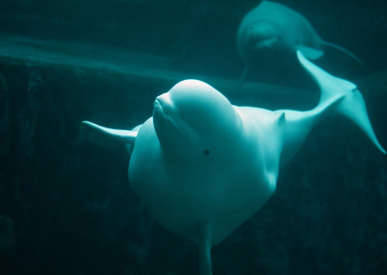 Beluga Whales Picture on Animal Picture Society