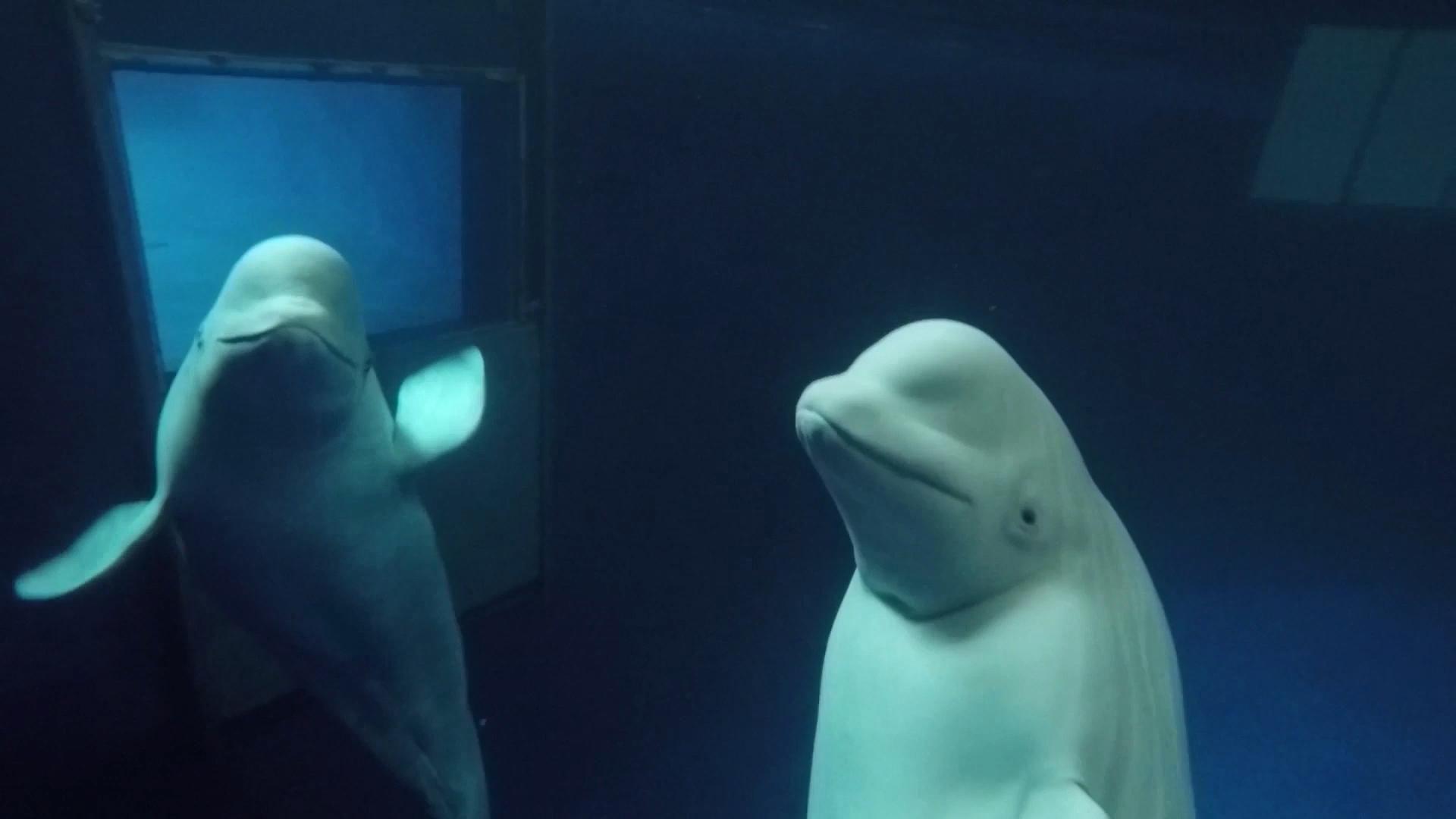 Beluga whales news, breaking stories and comment