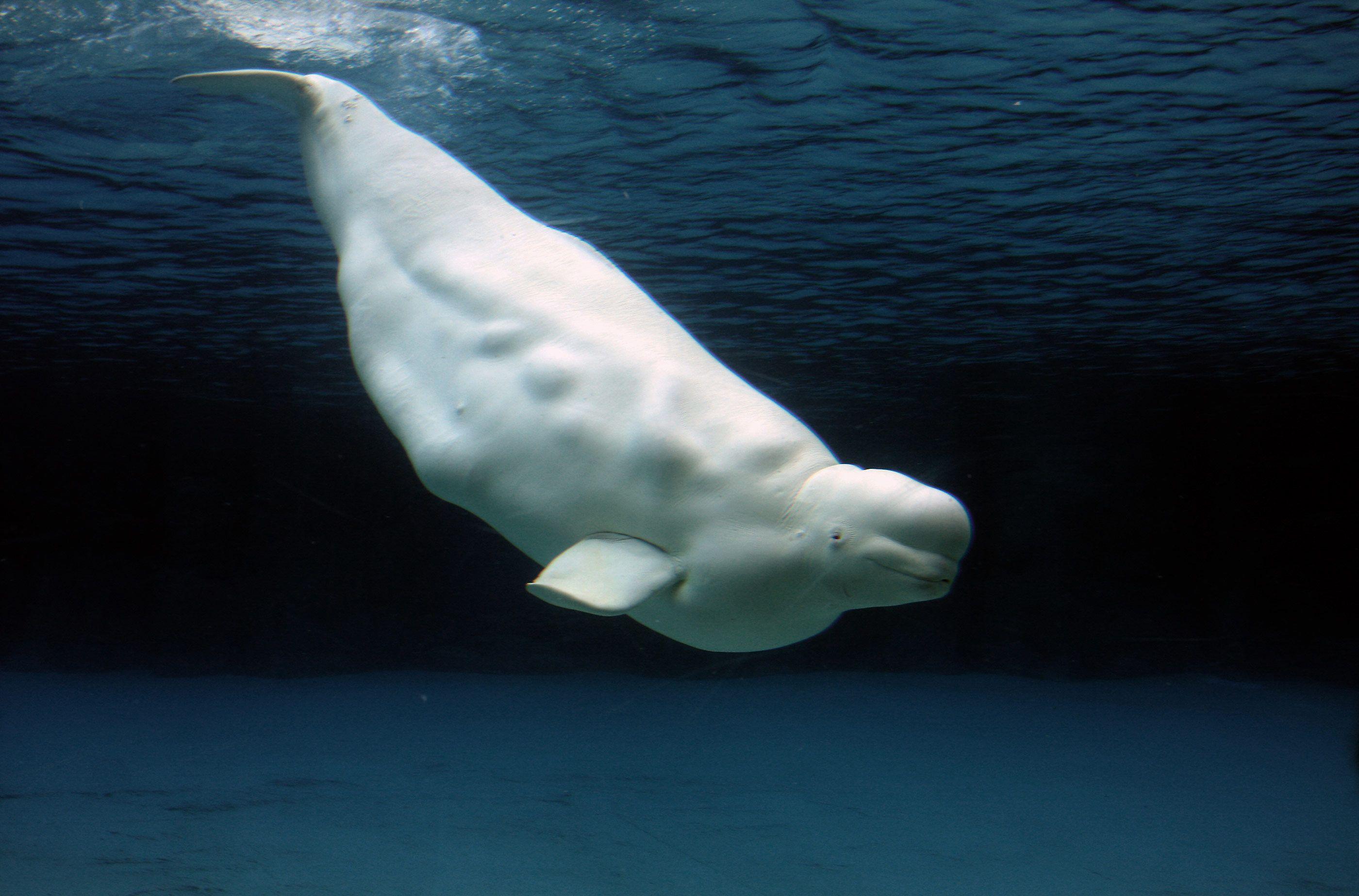 Beluga Whales Wallpapers - Wallpaper Cave