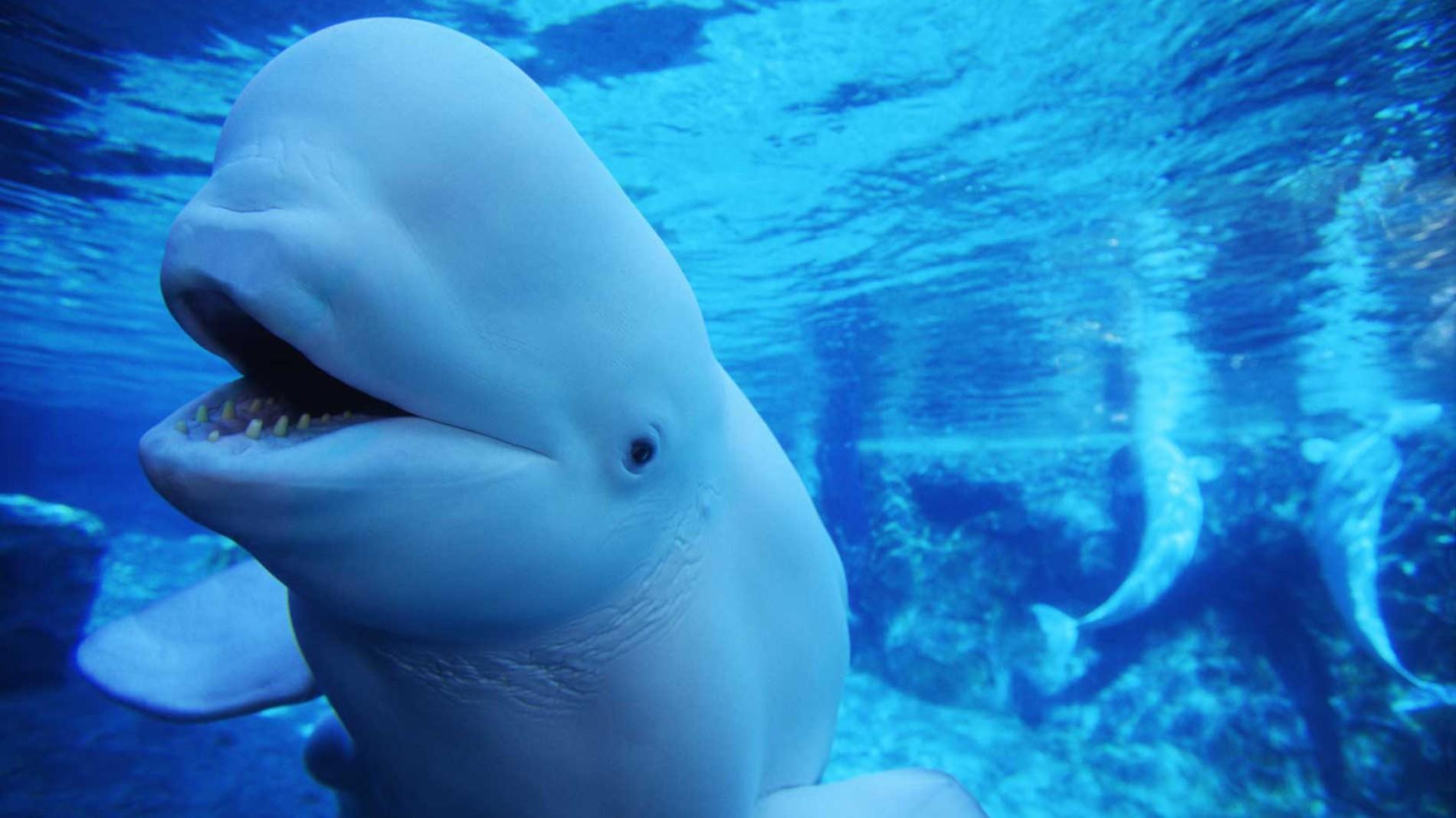 Why are you interested in beluga whales?I am interested b