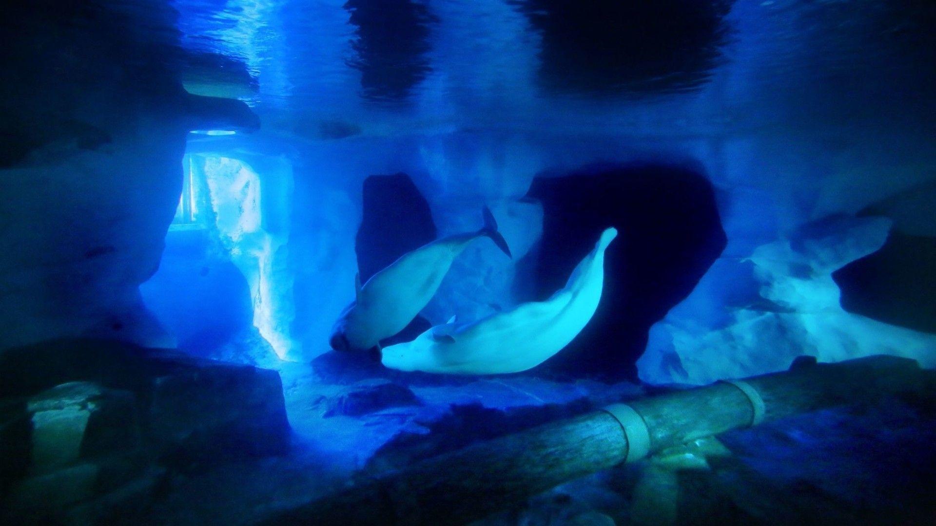 With SeaWorld Orlando's beluga whales, guests get a glimpse
