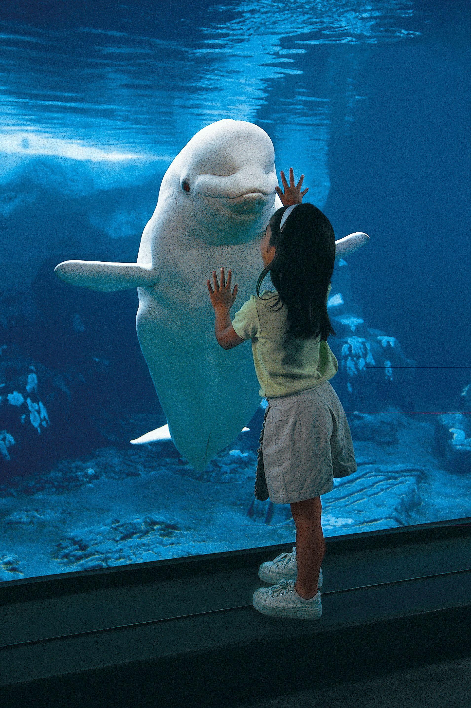 What A Cute Picture! Beluga Whales Can Grow 10 15 Feet Long