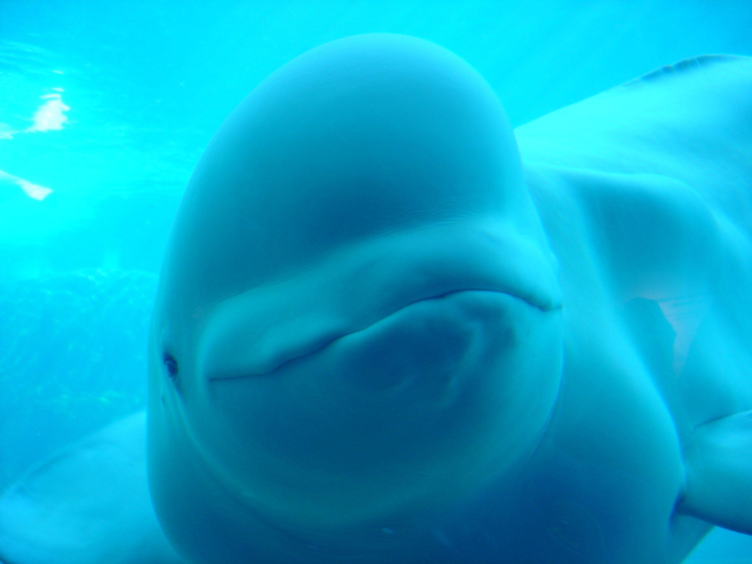 Beluga Whale HD Wallpaper free