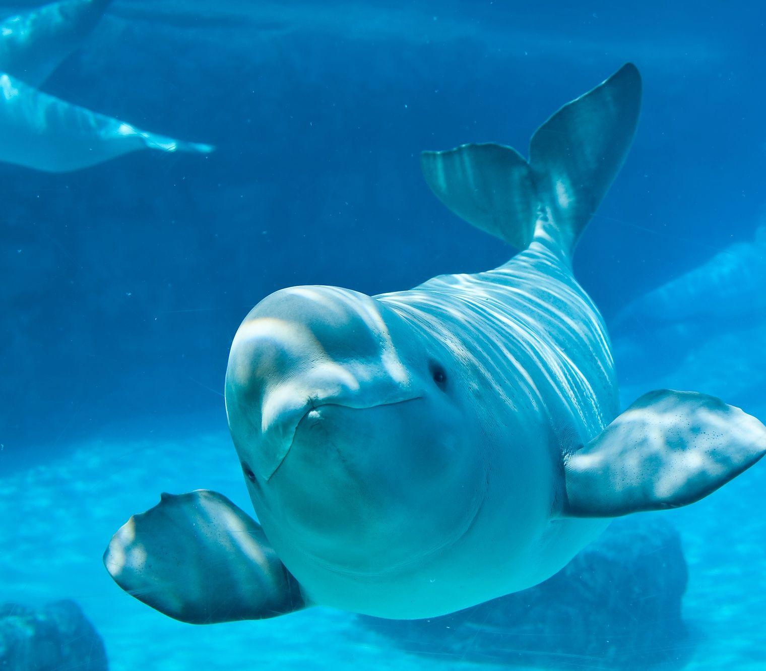 Picture of Beluga Whales on Animal Picture Society
