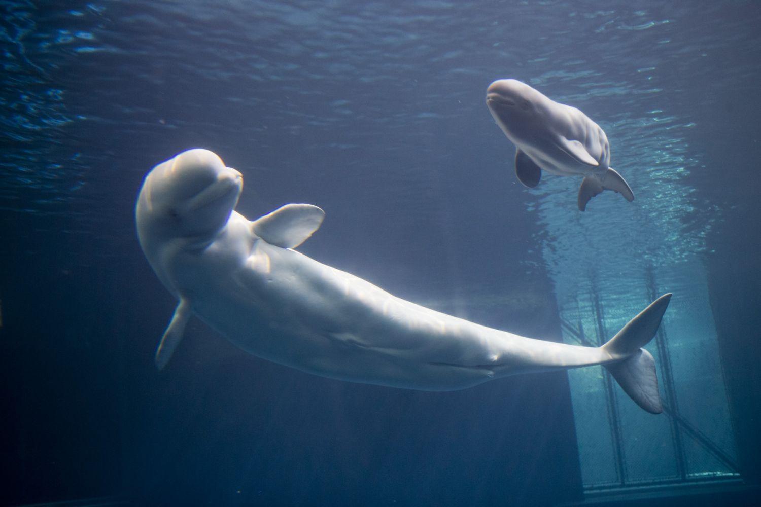 Beluga Whale Born At Shedd