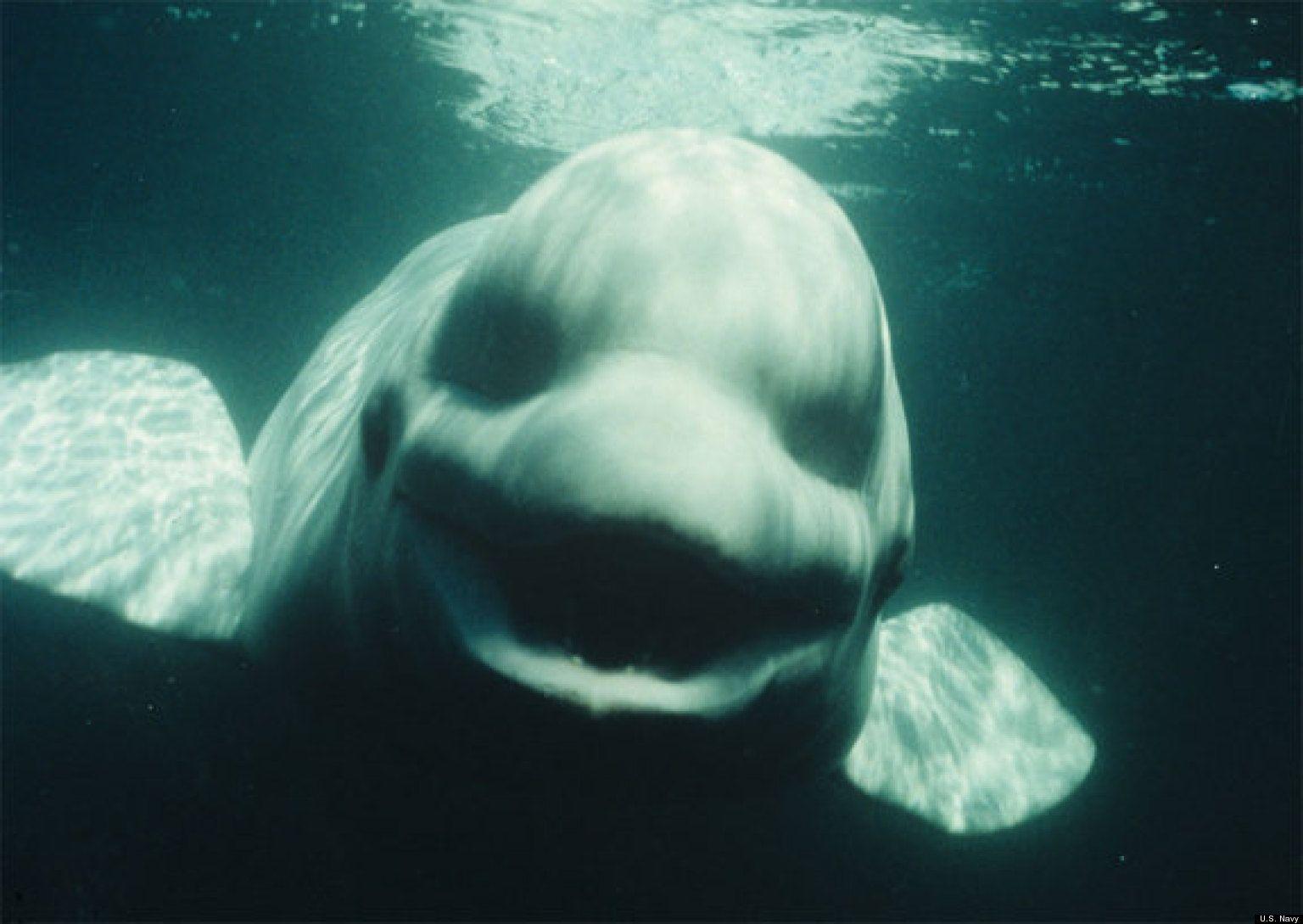 image Of Beluga Whales