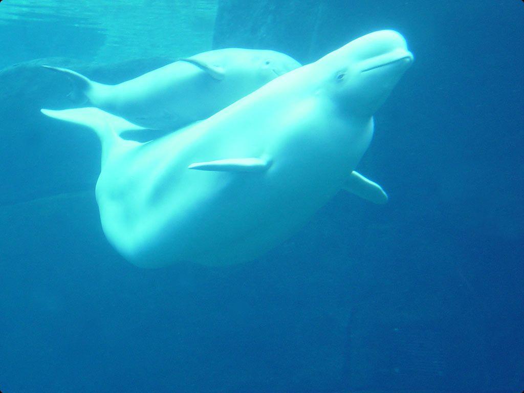 Beluga Whale Picture on Animal Picture Society