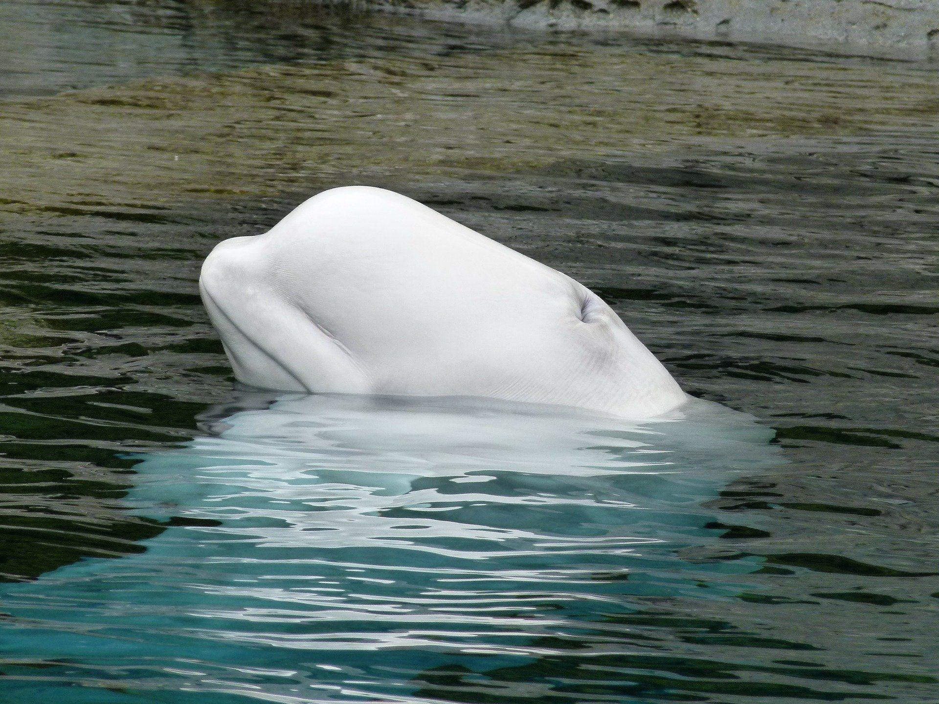 Beluga whales and narwhals go through menopause