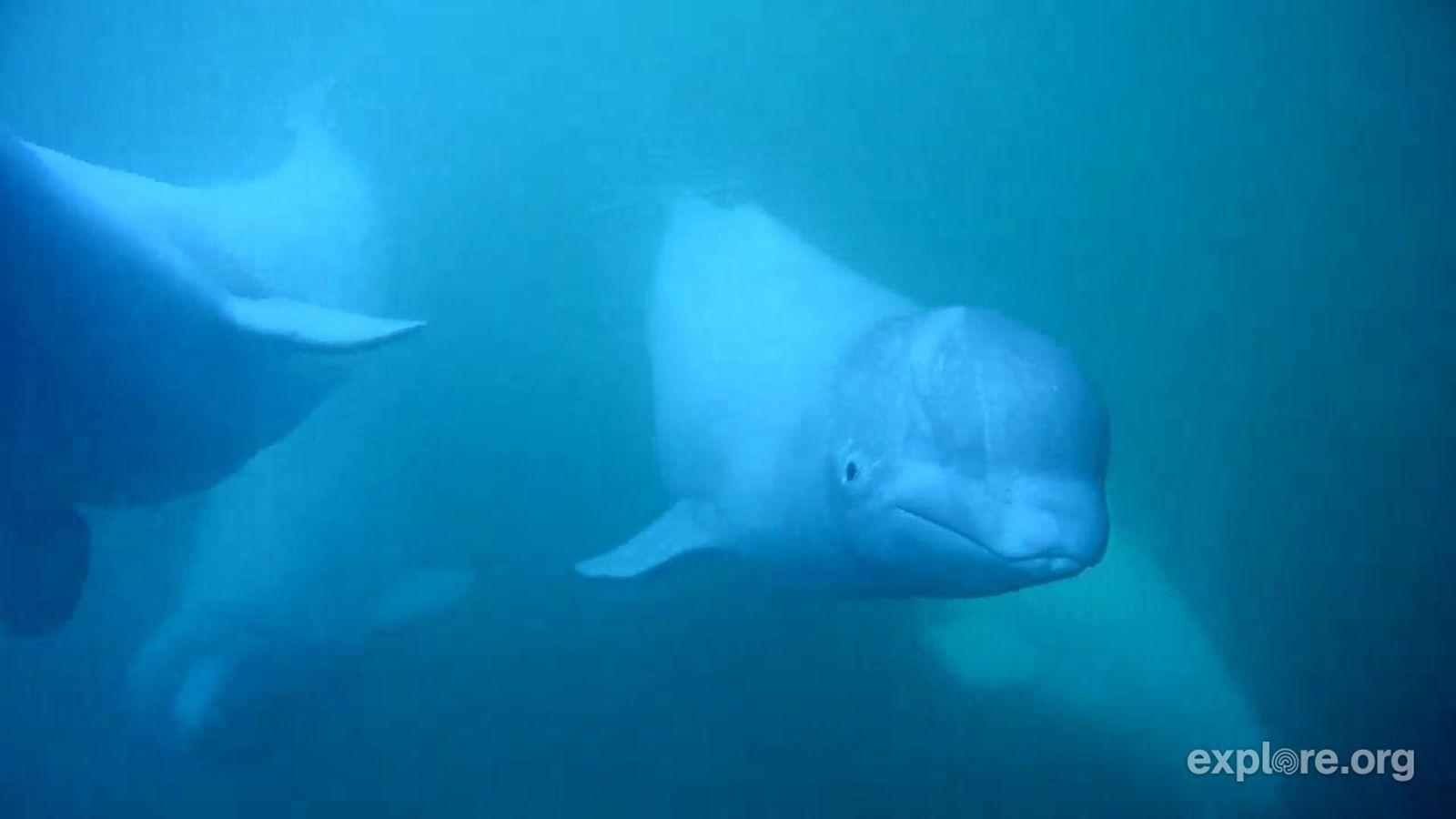 How photo and videos are changing whale research across Canada