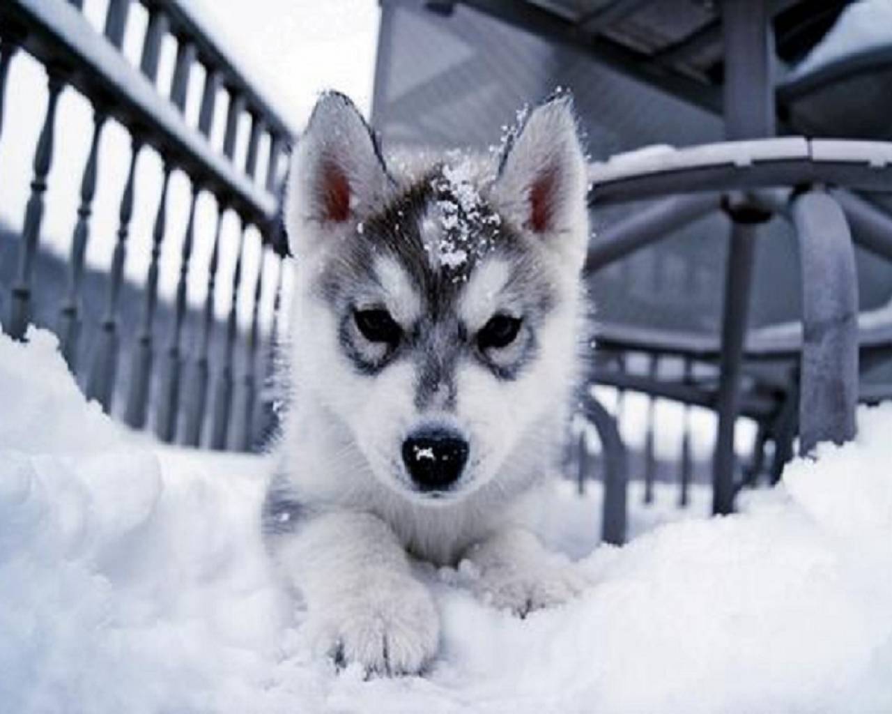 Cute Husky Puppies In Snow HD Wallpaper, Background Image