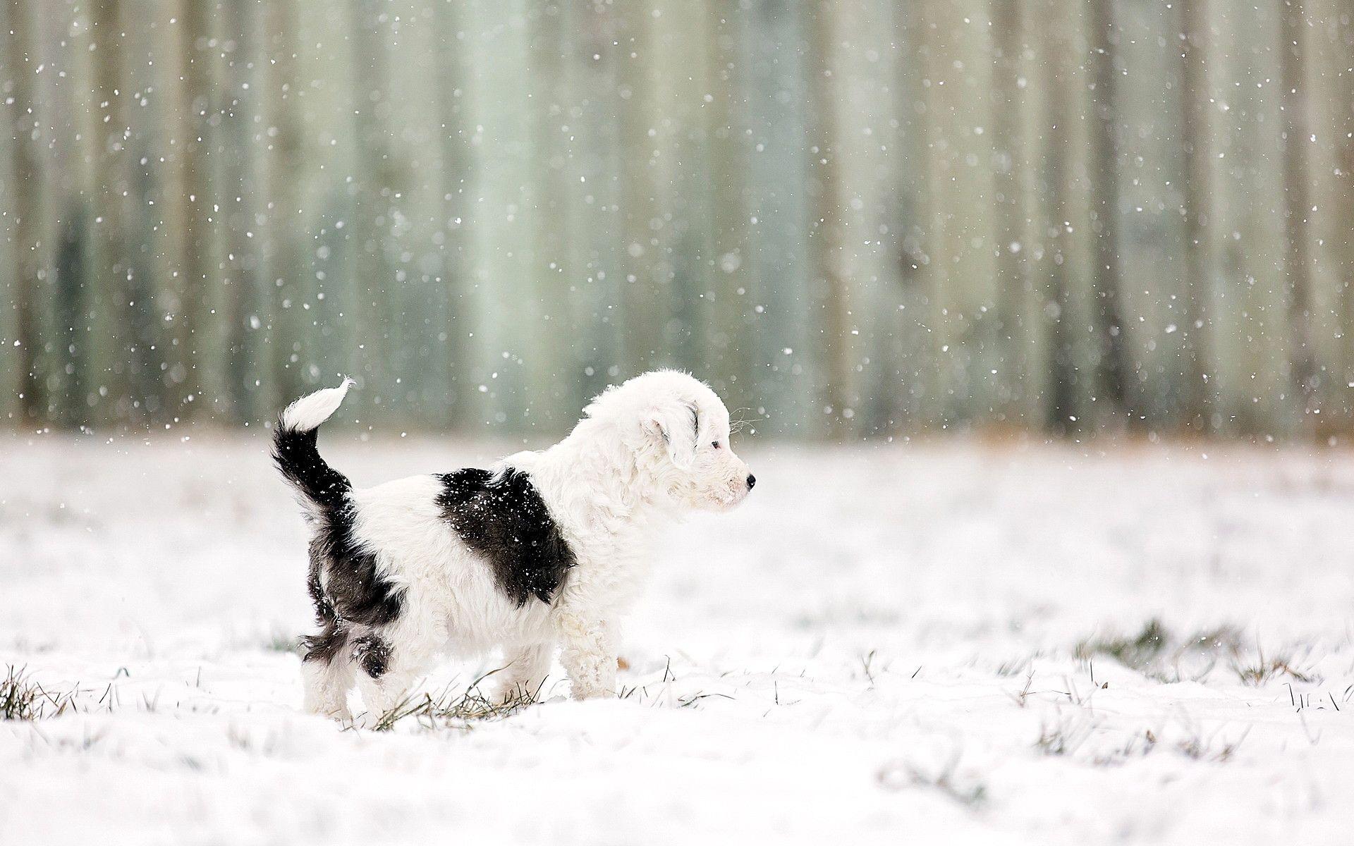 Free download Puppy playing in the snow Watch wide wallpaper dog breeds for your [1920x1200] for your Desktop, Mobile & Tablet. Explore Dogs Playing in Snow Wallpaper