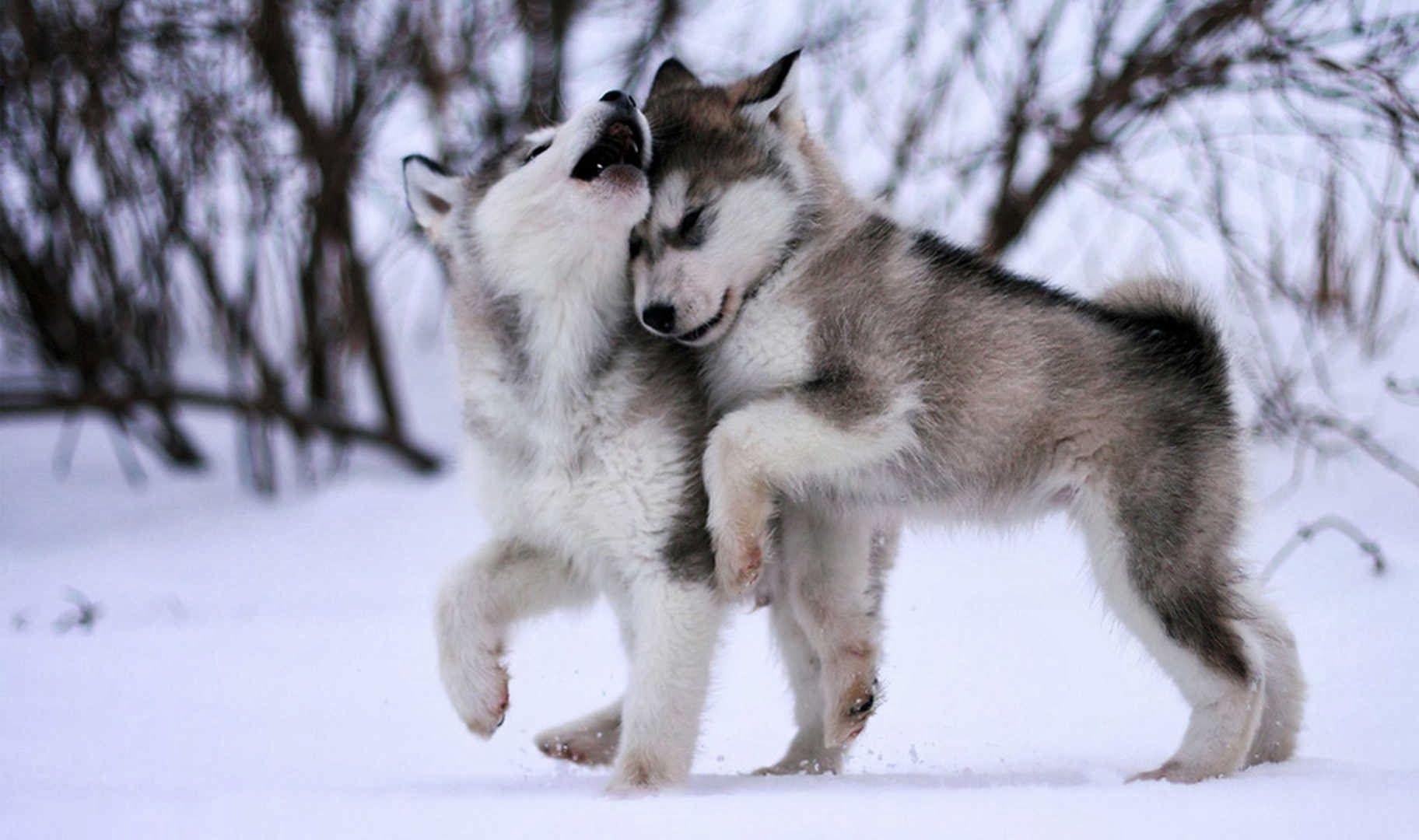 alaskan Malamute Puppies Picture on Animal Picture Society