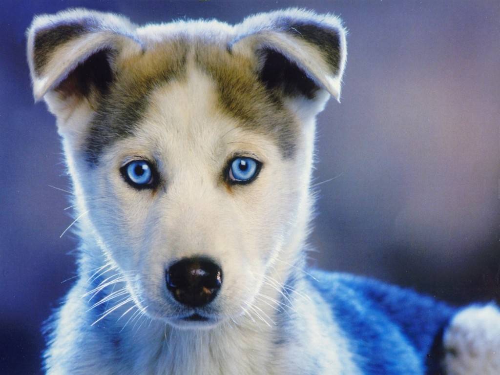 Cute Fluffy Husky Puppies In Snow HD Wallpaper, Background Image