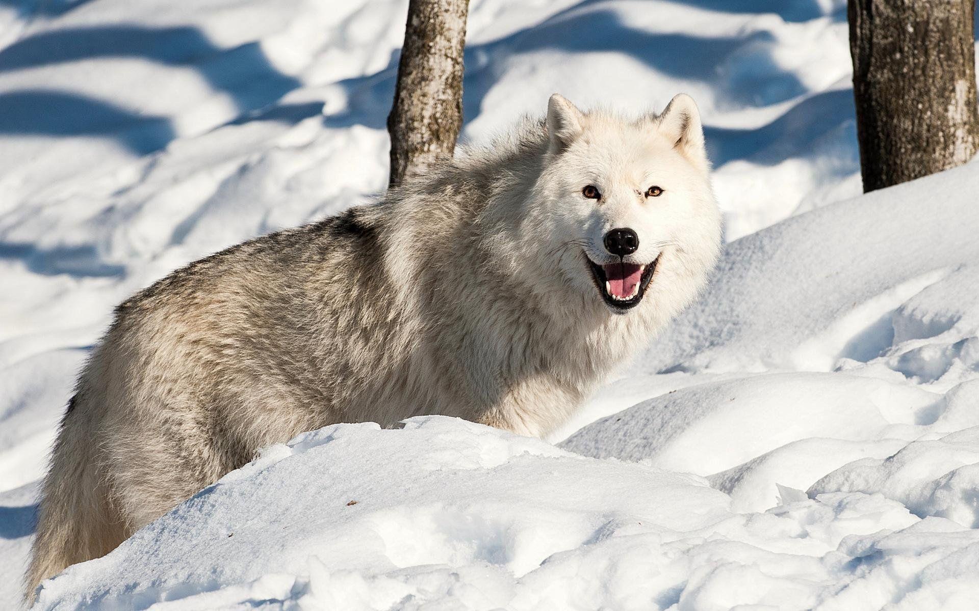 puppy, winter, wolf, snow, mac, nature, cute, wolves, cool background