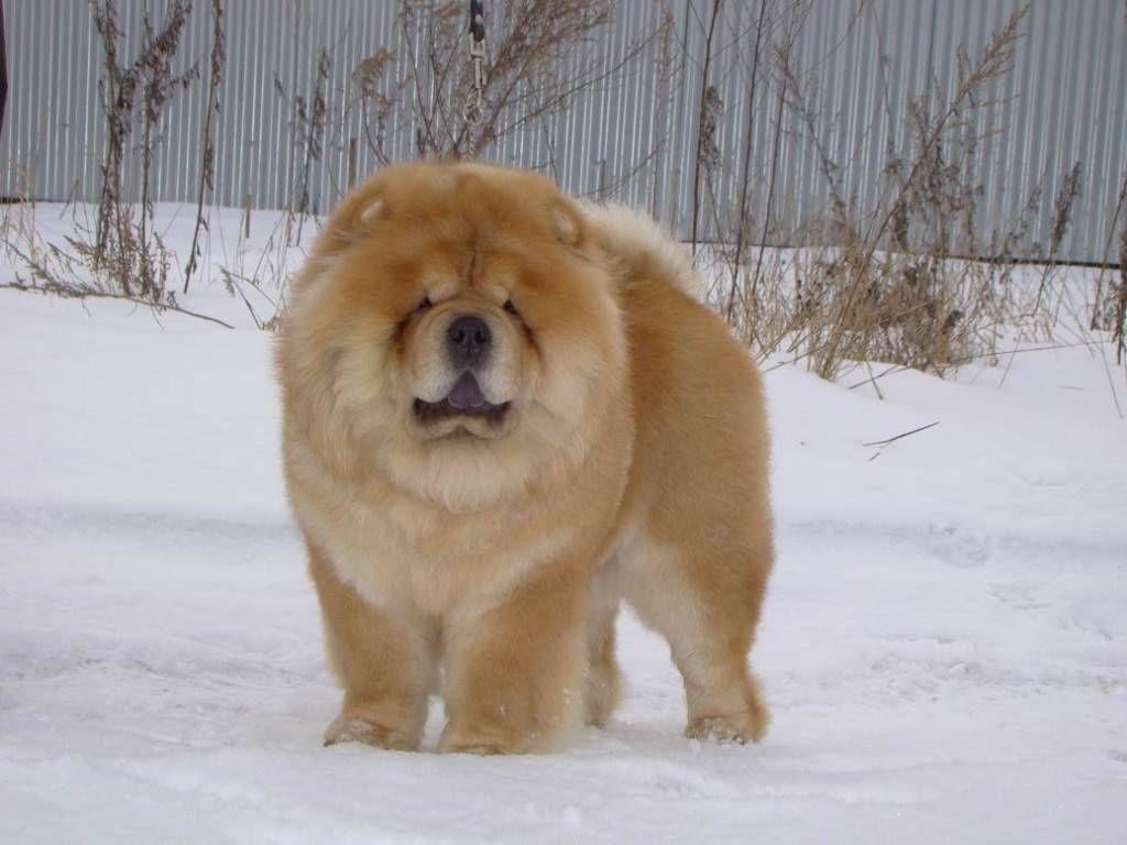 Chow Dog Photo. Chow On The Snow Chow Chow Dogs Wallpaper