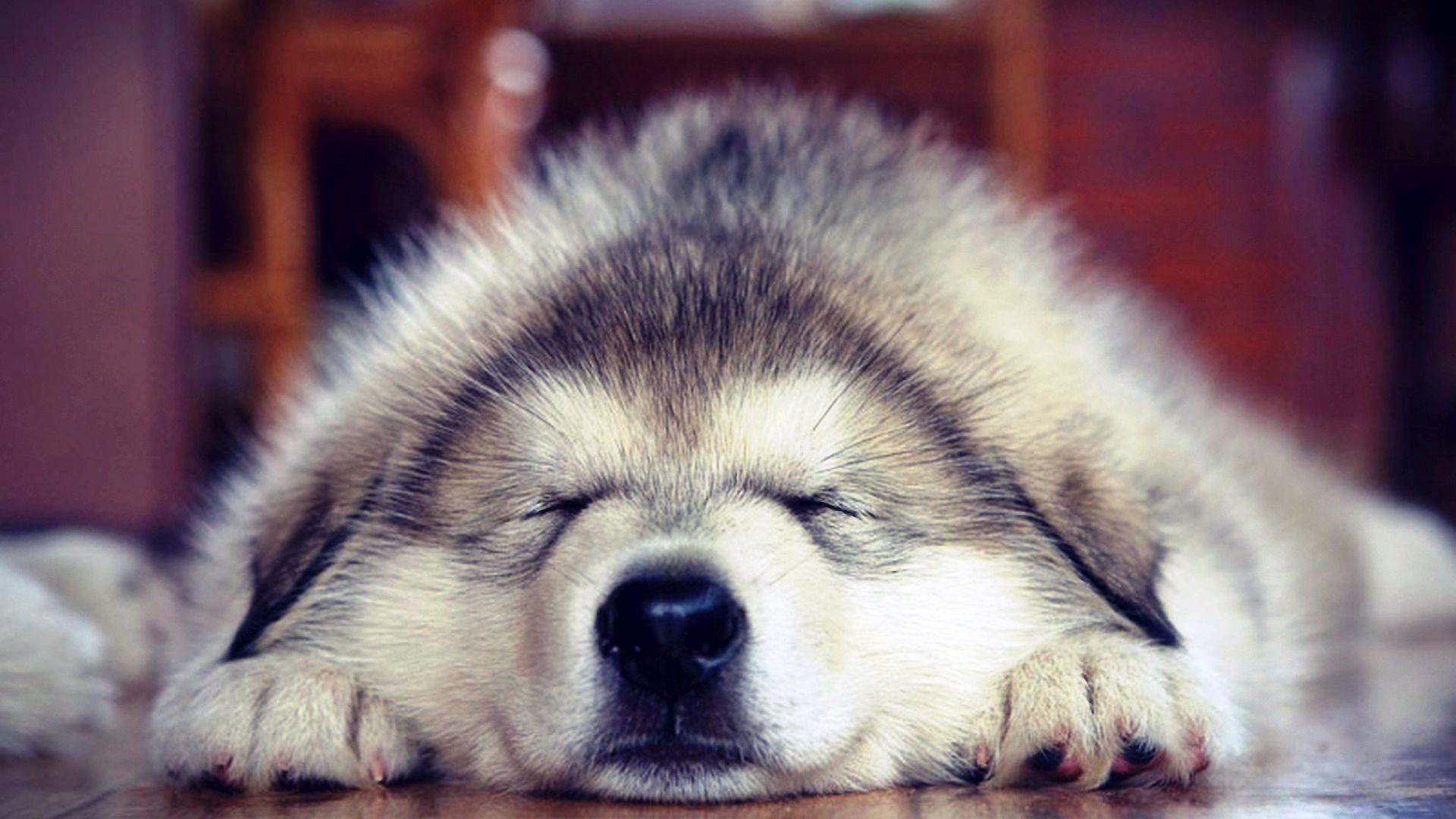 Alaskan Malamute Wallpaper