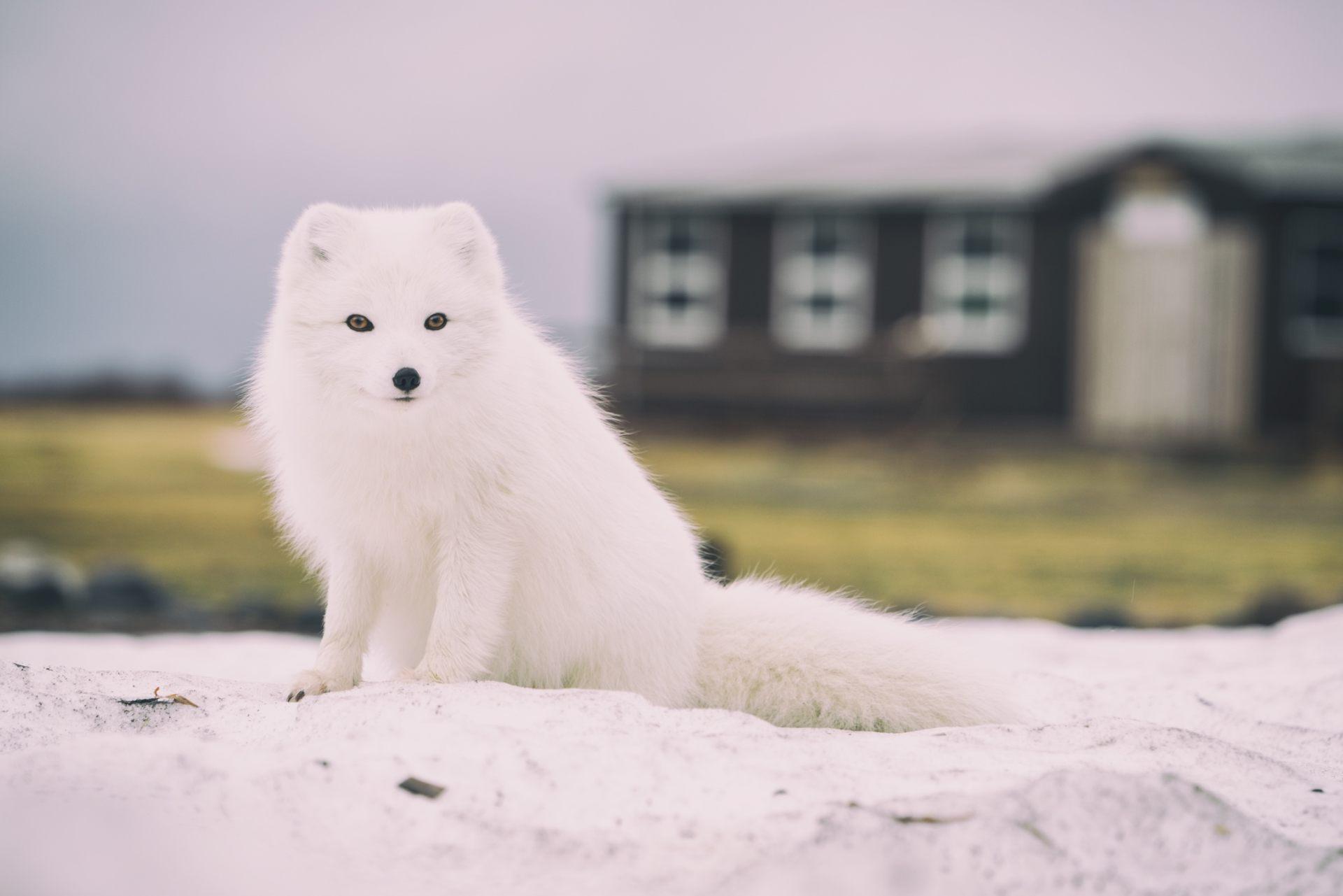 Arctic Fox Wallpaper. Download Free Image