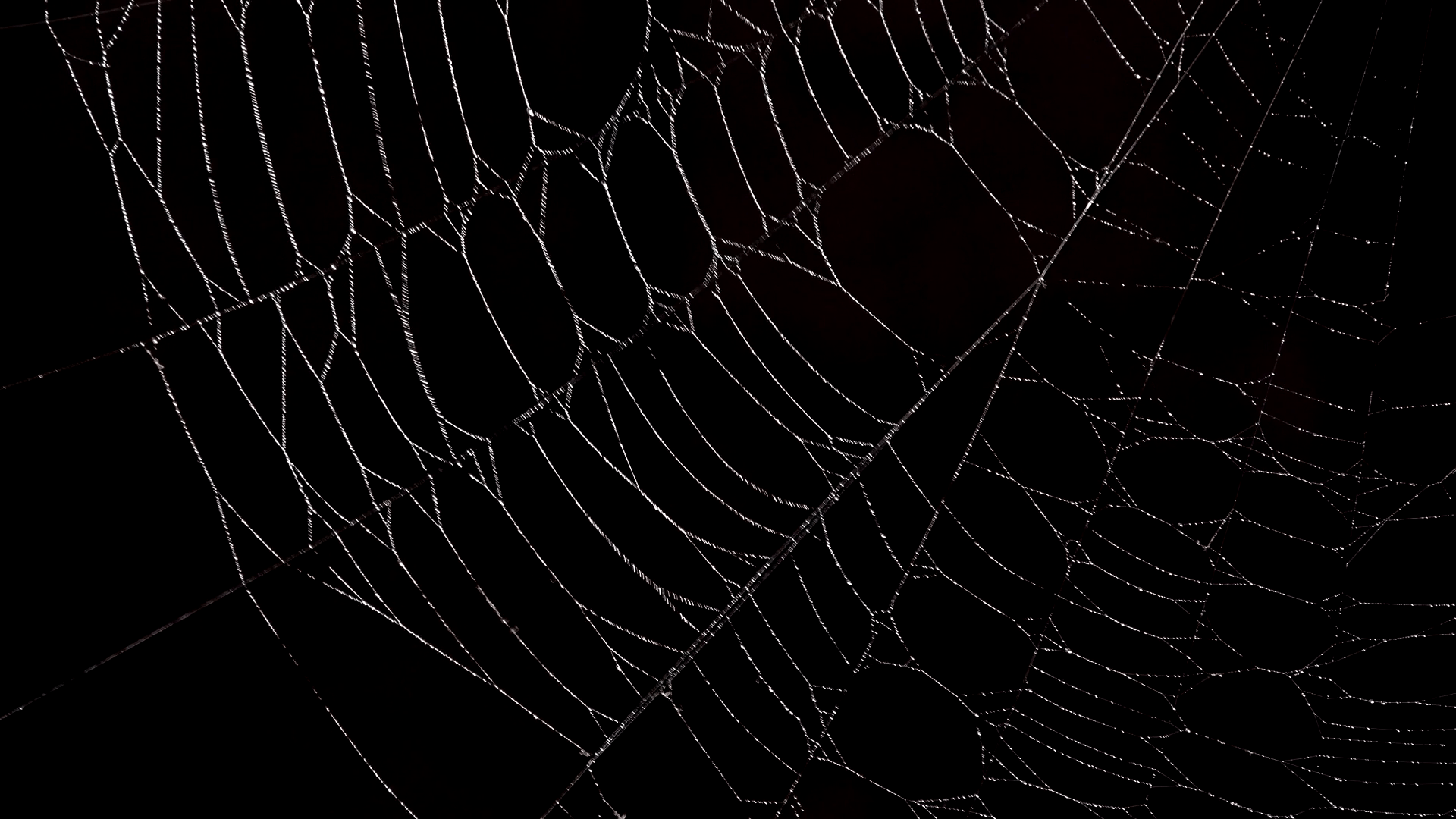 Focus on spider web, night dark background Stock Video Footage