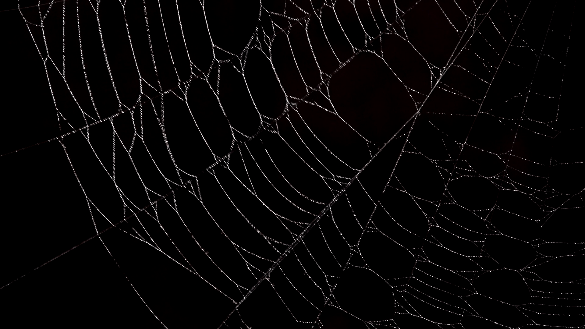 spider in a web wallpaper