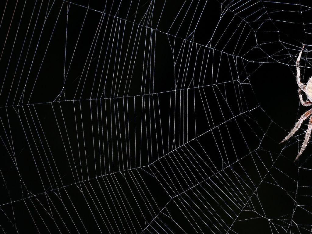 Spiderweb background III 4x3. I'd taken an earlier version