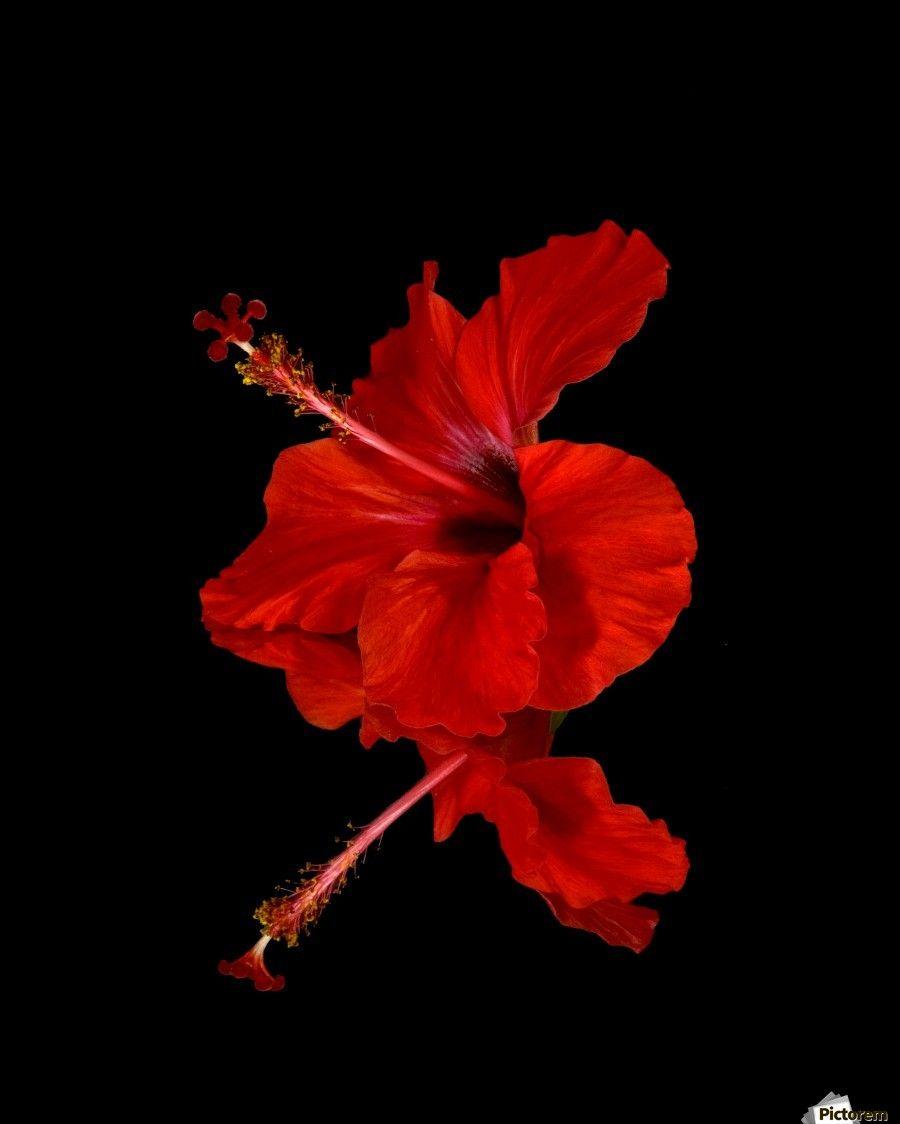 Close up of a red Hibiscus flower on a black background; Maui
