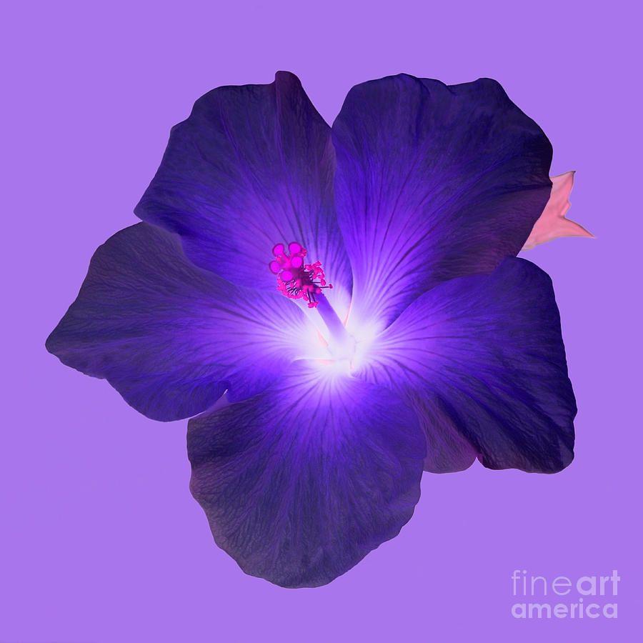 Hibiscus Backgrounds - Wallpaper Cave