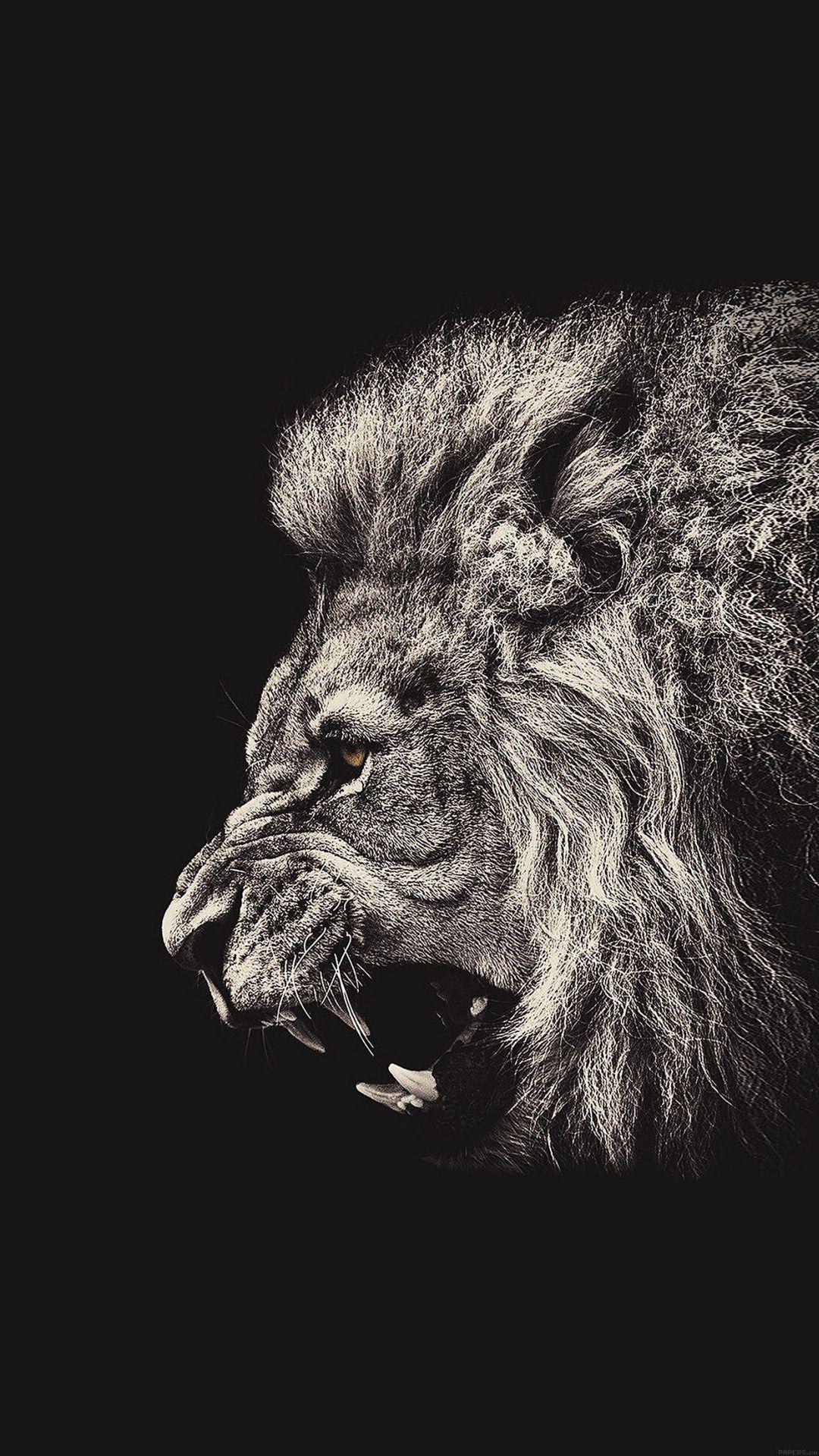 Male Lion Portrait iPhone 6 Plus HD Wallpaper
