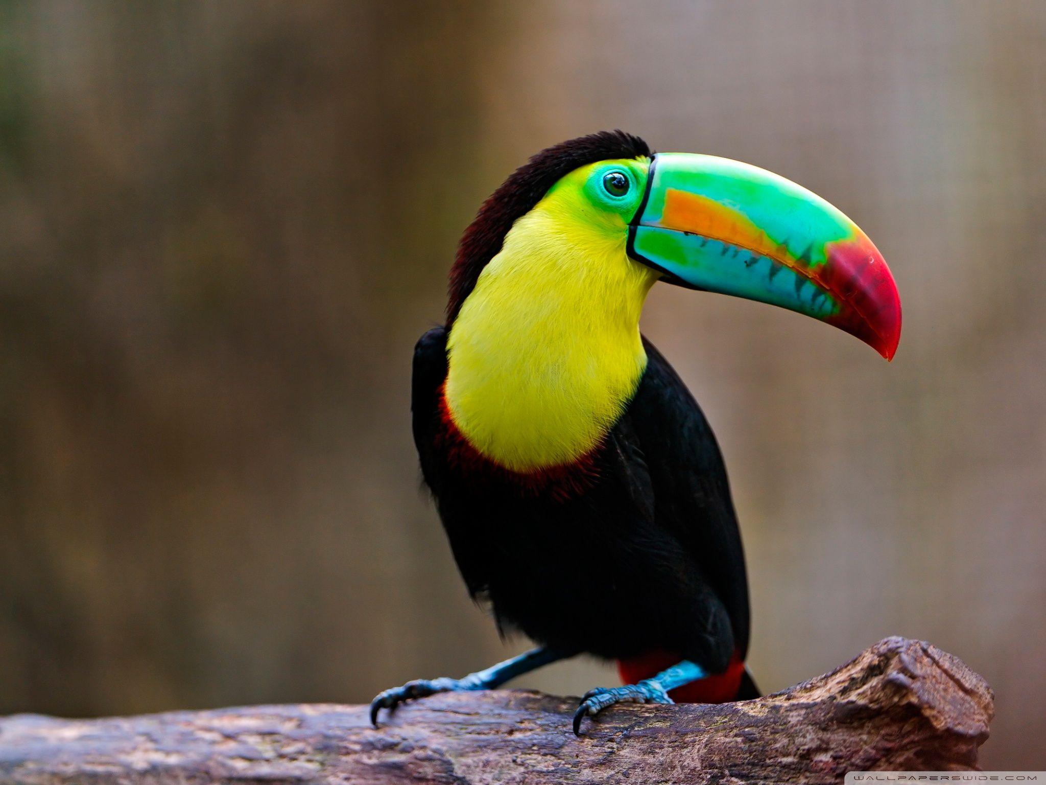 Toucan ❤ 4K HD Desktop Wallpaper for 4K Ultra HD TV • Dual Monitor