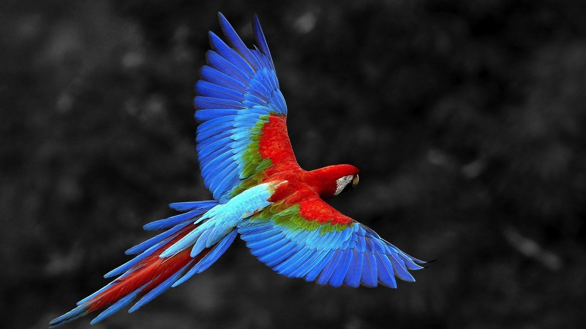 Colorful parrot flying wallpaper. Animal Wallpaper. HD