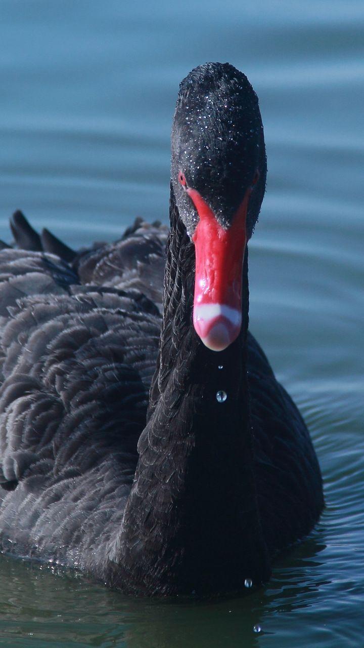 Black swan, bird, swim, water, 720x1280 wallpaper. Birds wallpaper