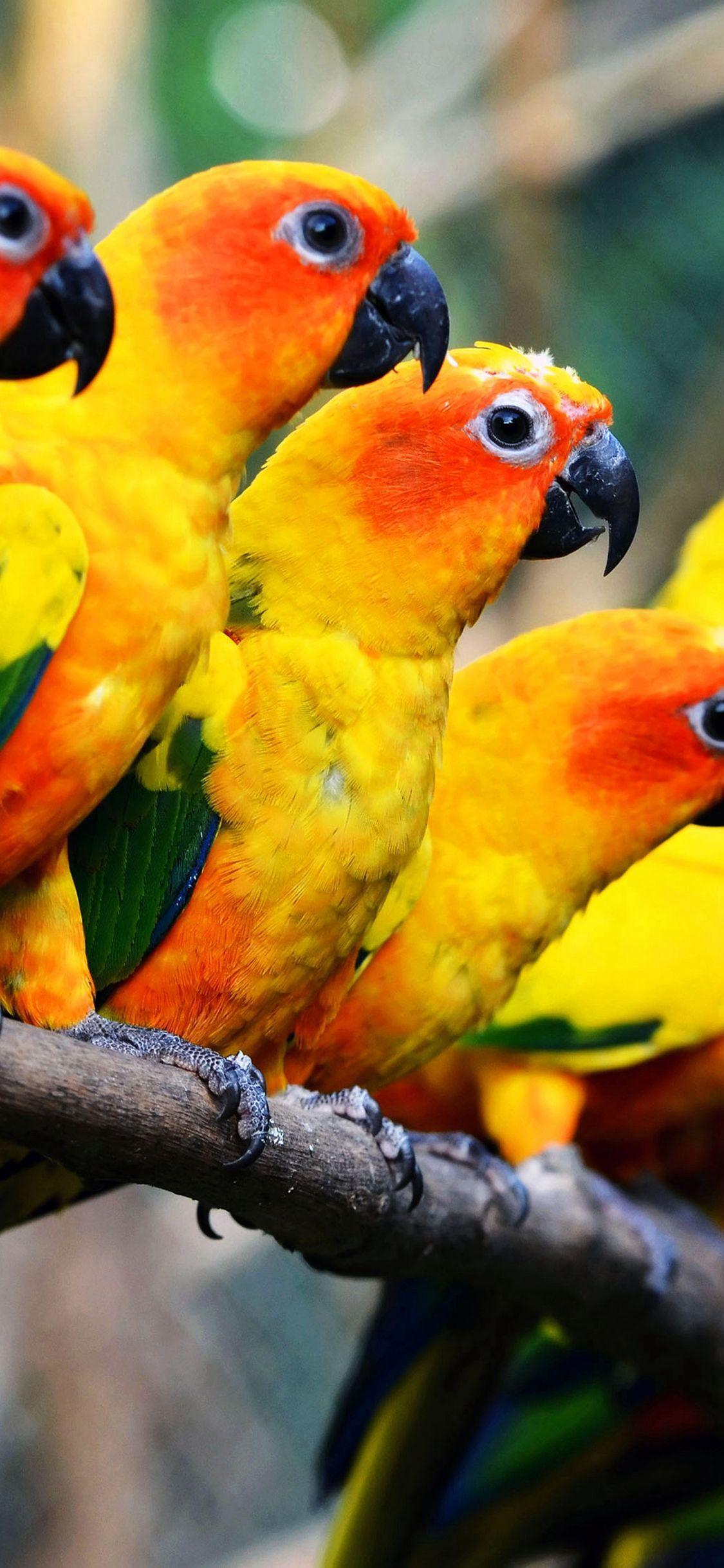Mocking Bird Family Nature Art #iPhone #X #wallpaper. Parrot wallpaper, Birds wallpaper hd, Bird