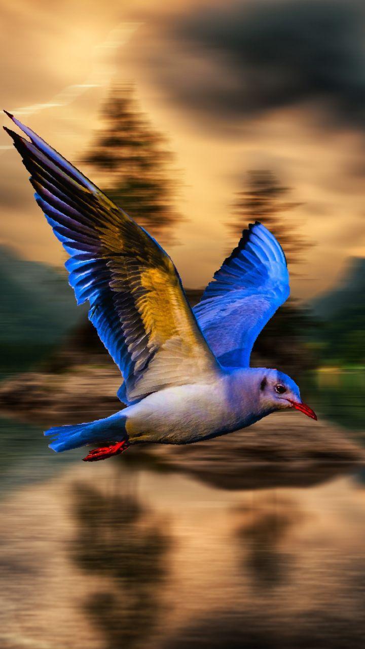 Blue bird, blur, flight, 720x1280 wallpaper. Birds wallpaper
