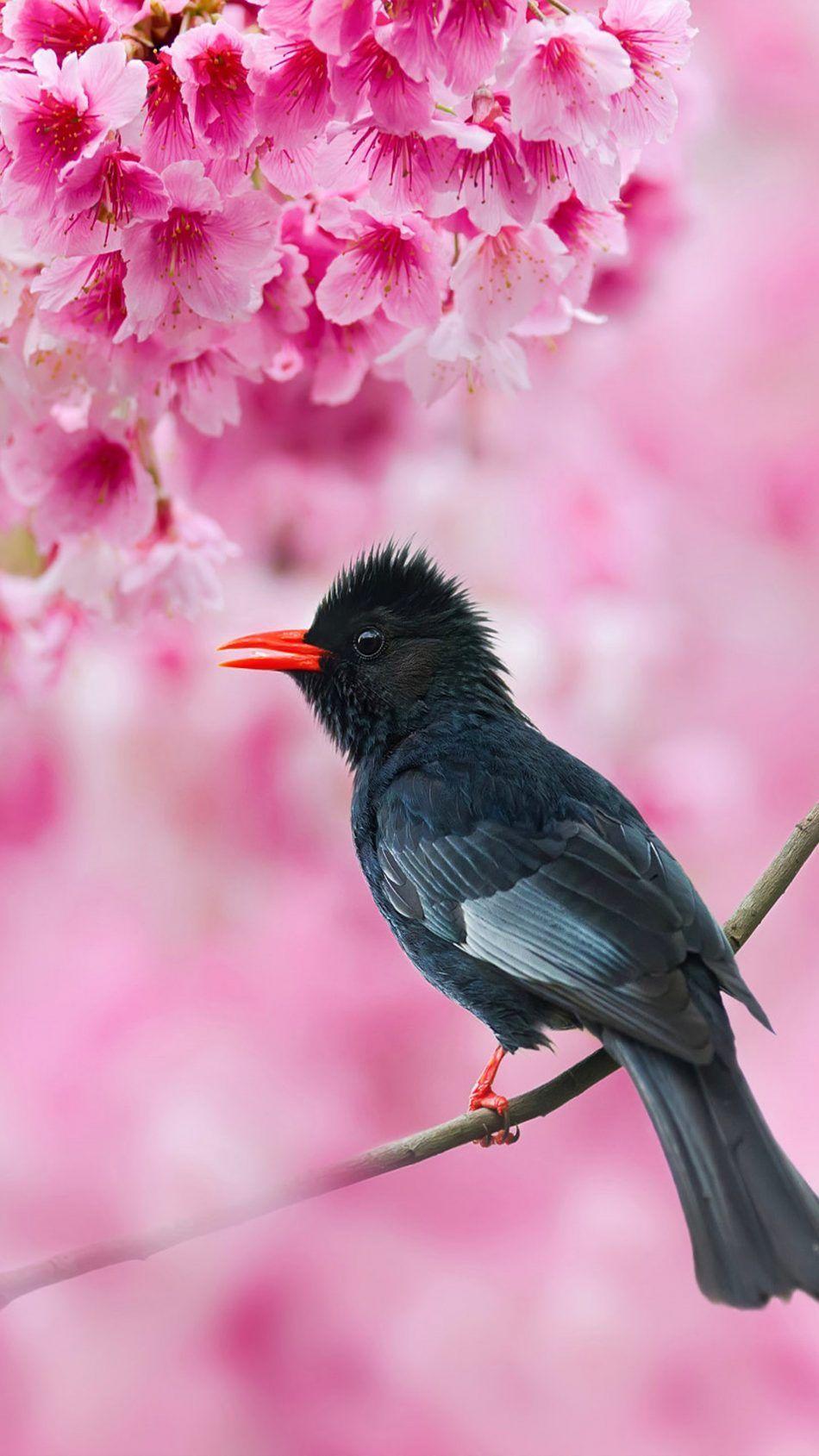 Download Black Bulbul Sakura Tree Pink Flowers Free Pure 4K